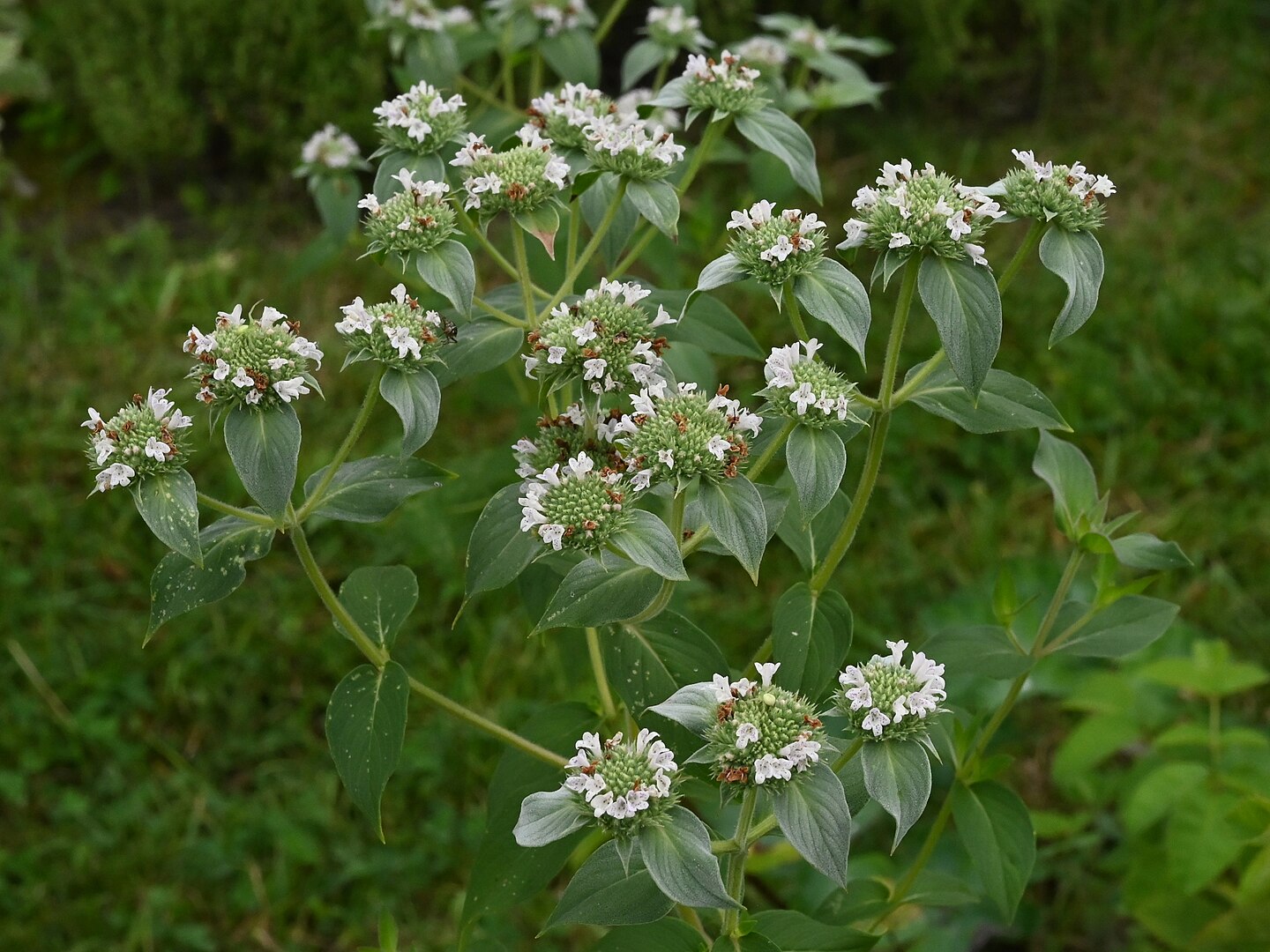 A group of clustered mountain mint (Pycnanthemum muticum) in flower. The flower is a mixed cluster of white florets and green seed capsules, above a plant with green, opposite leaves.