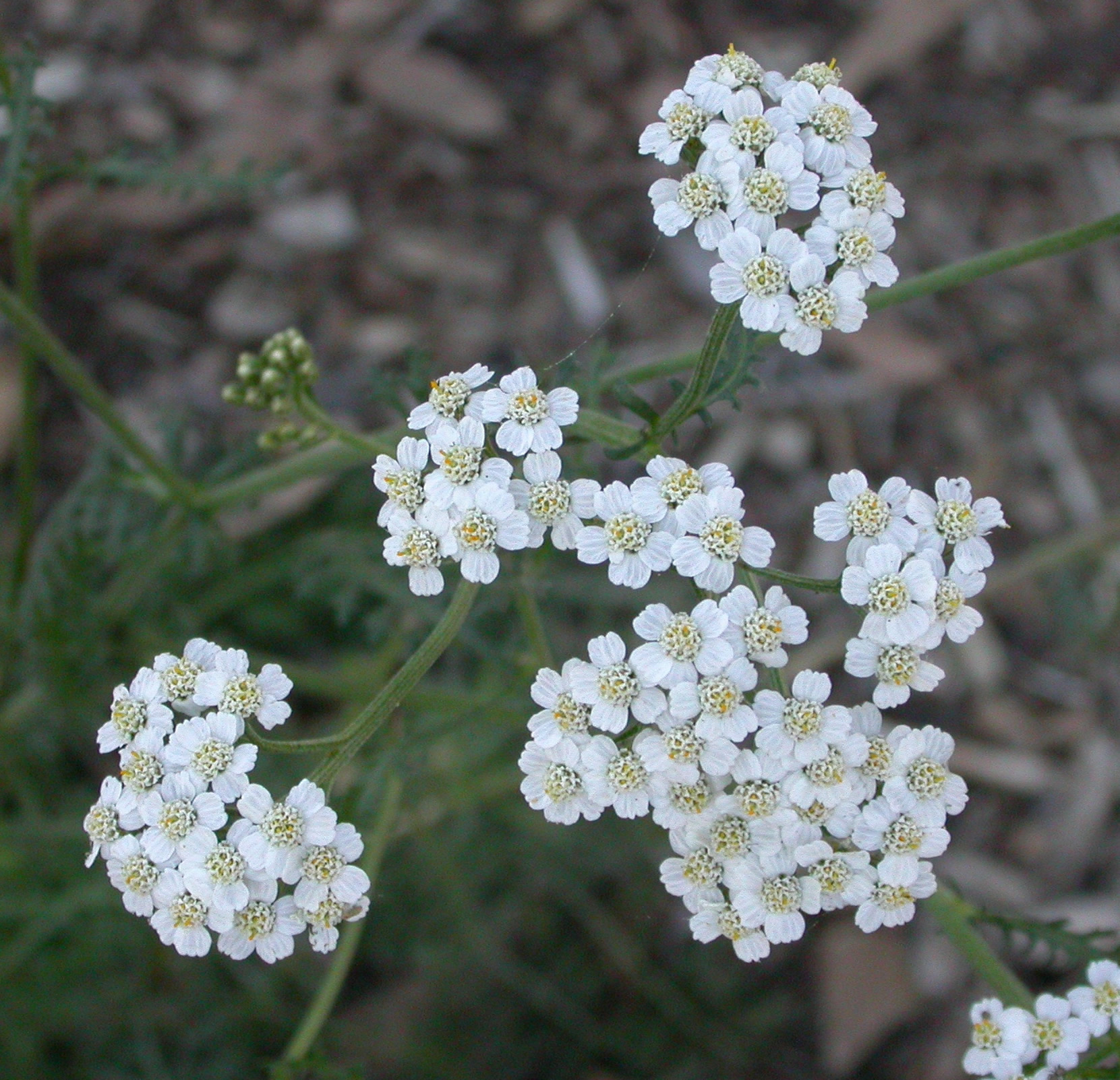 Achillea millefolium, a composite flower of many white florets