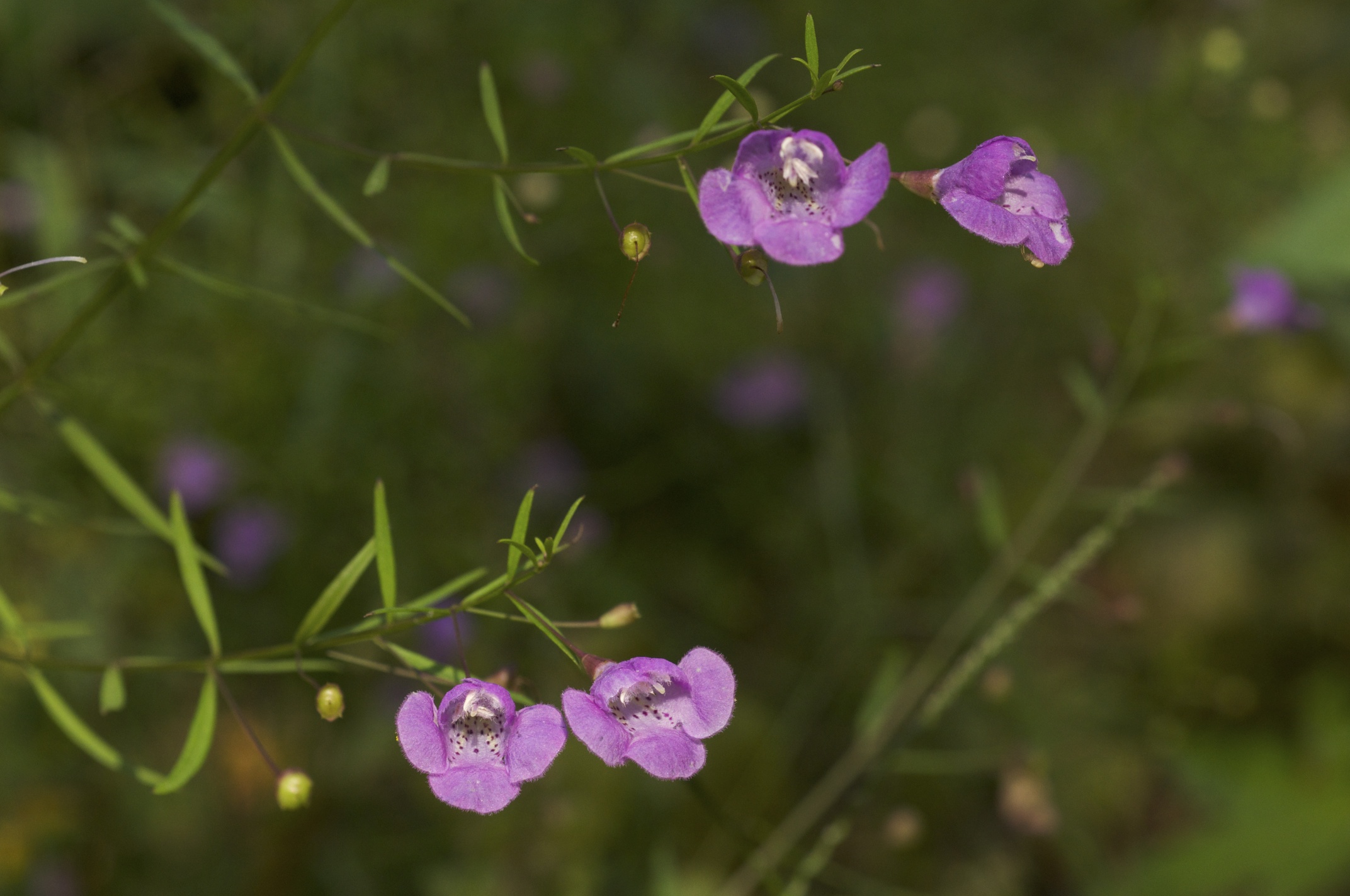 Slender false-foxglove (Agalinis tenuifolia)