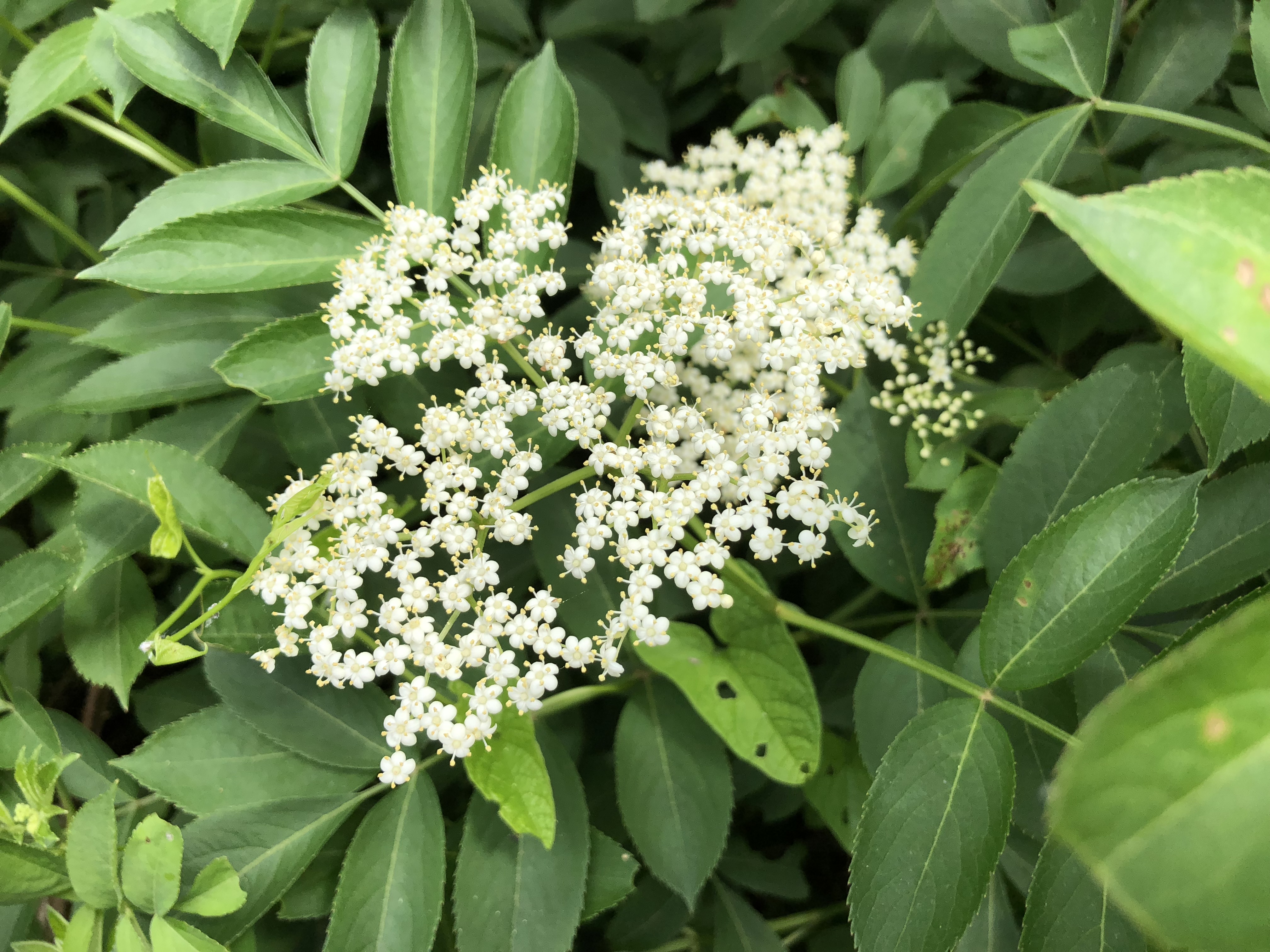 American black elderberry (Sambucus canadensis) flowers -- a cluster of white flowers against a background of compound leaves