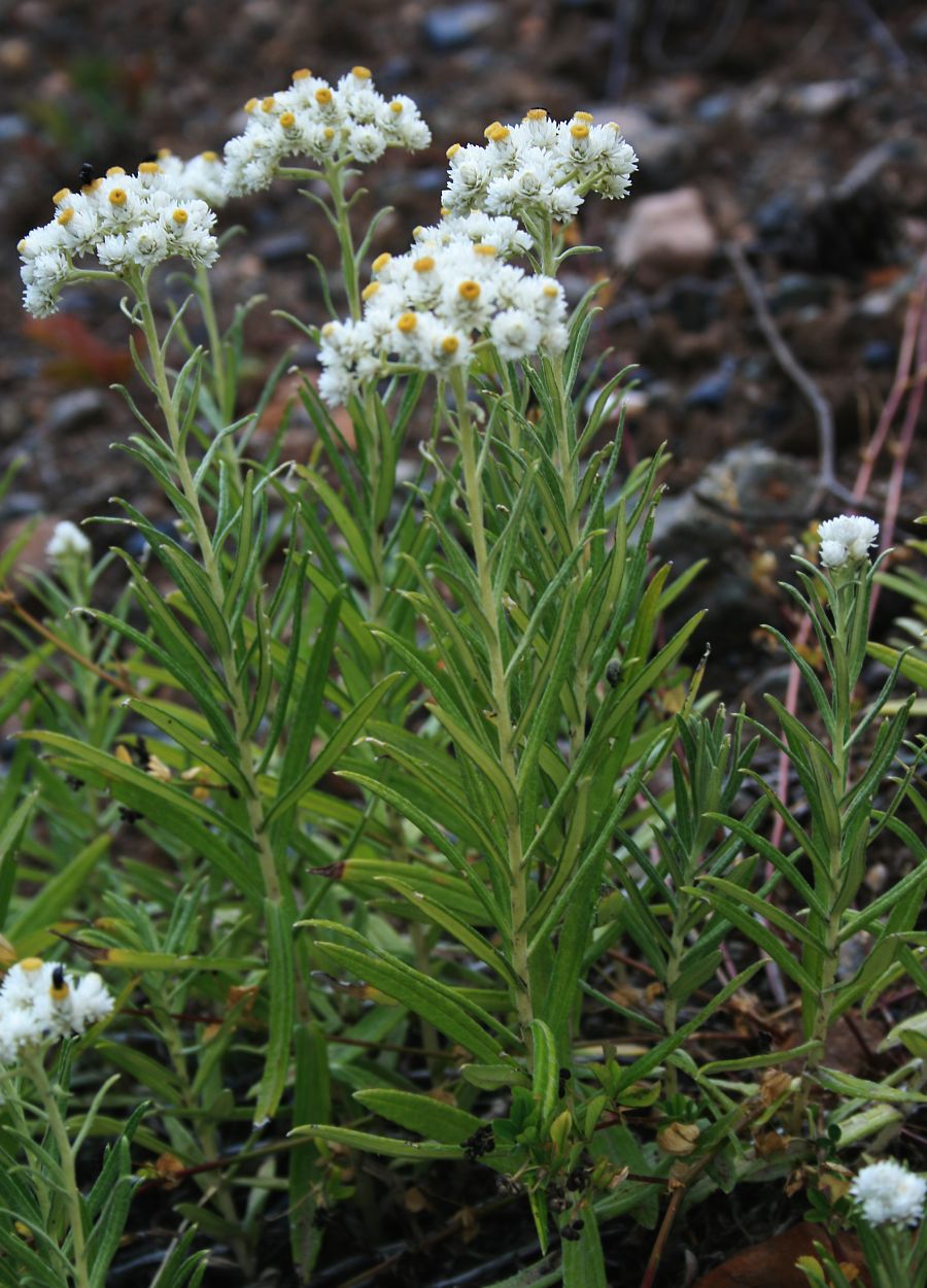 Pearly everlasting (Anaphalis margaritacea)