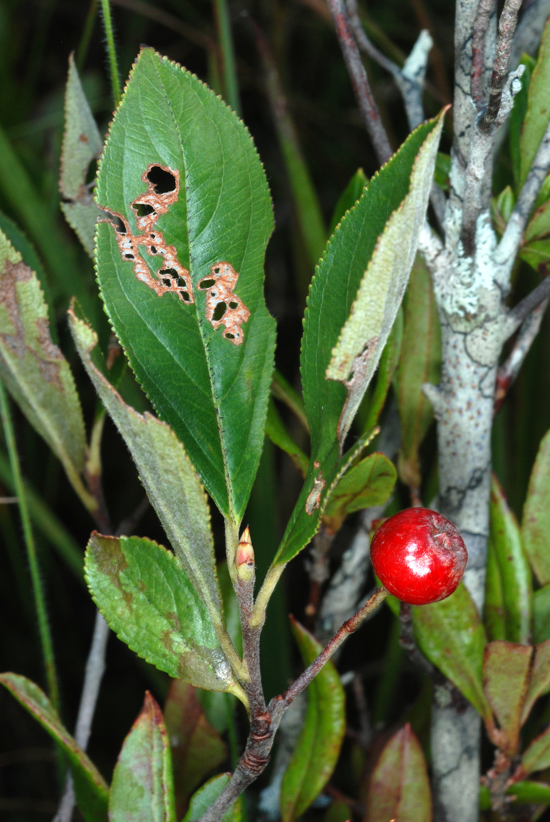 Red chokeberry (Aronia arbutifolia)