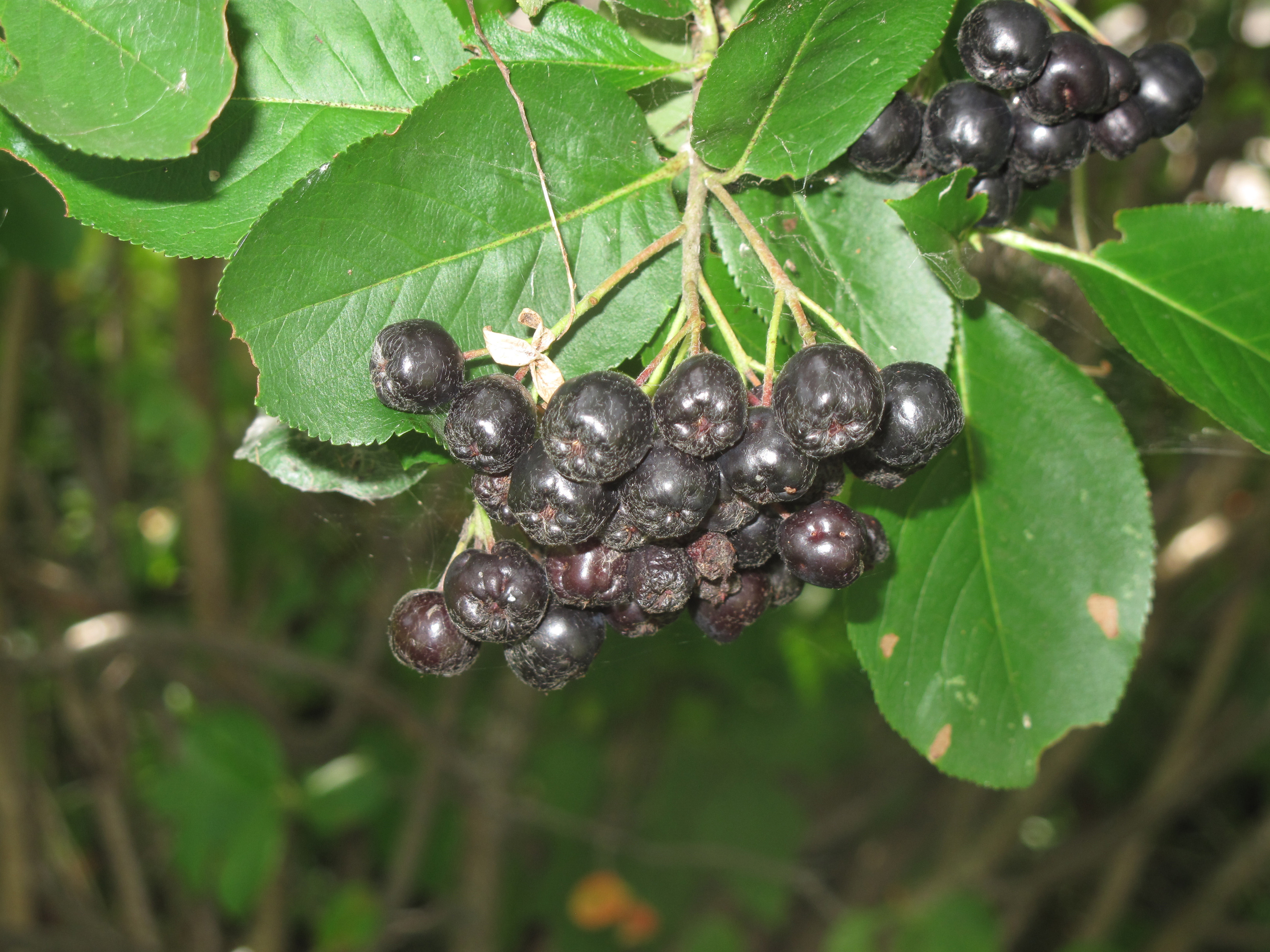 Black chokeberry (Aronia melanocarpa) fruit