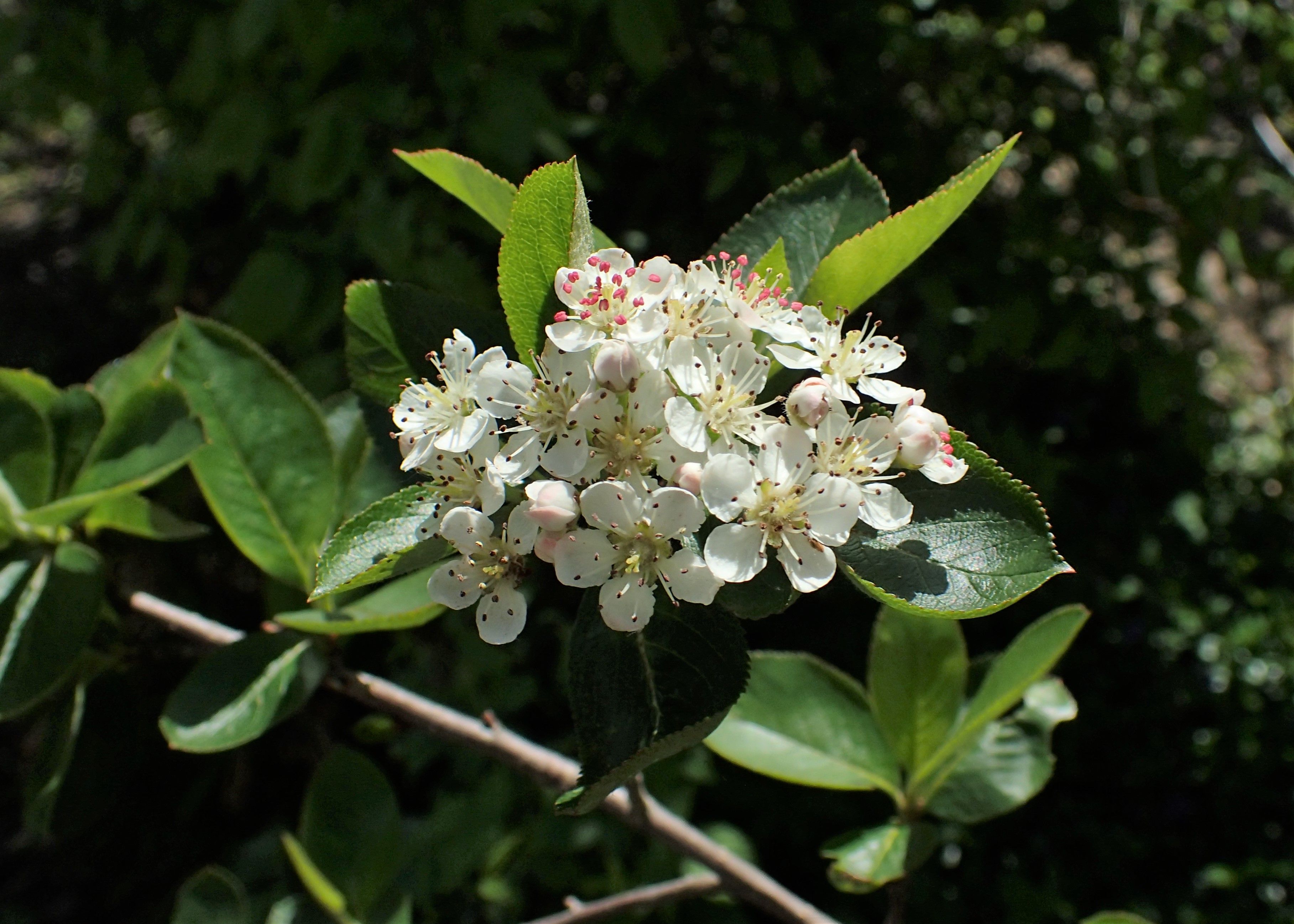 image from Black Chokeberry