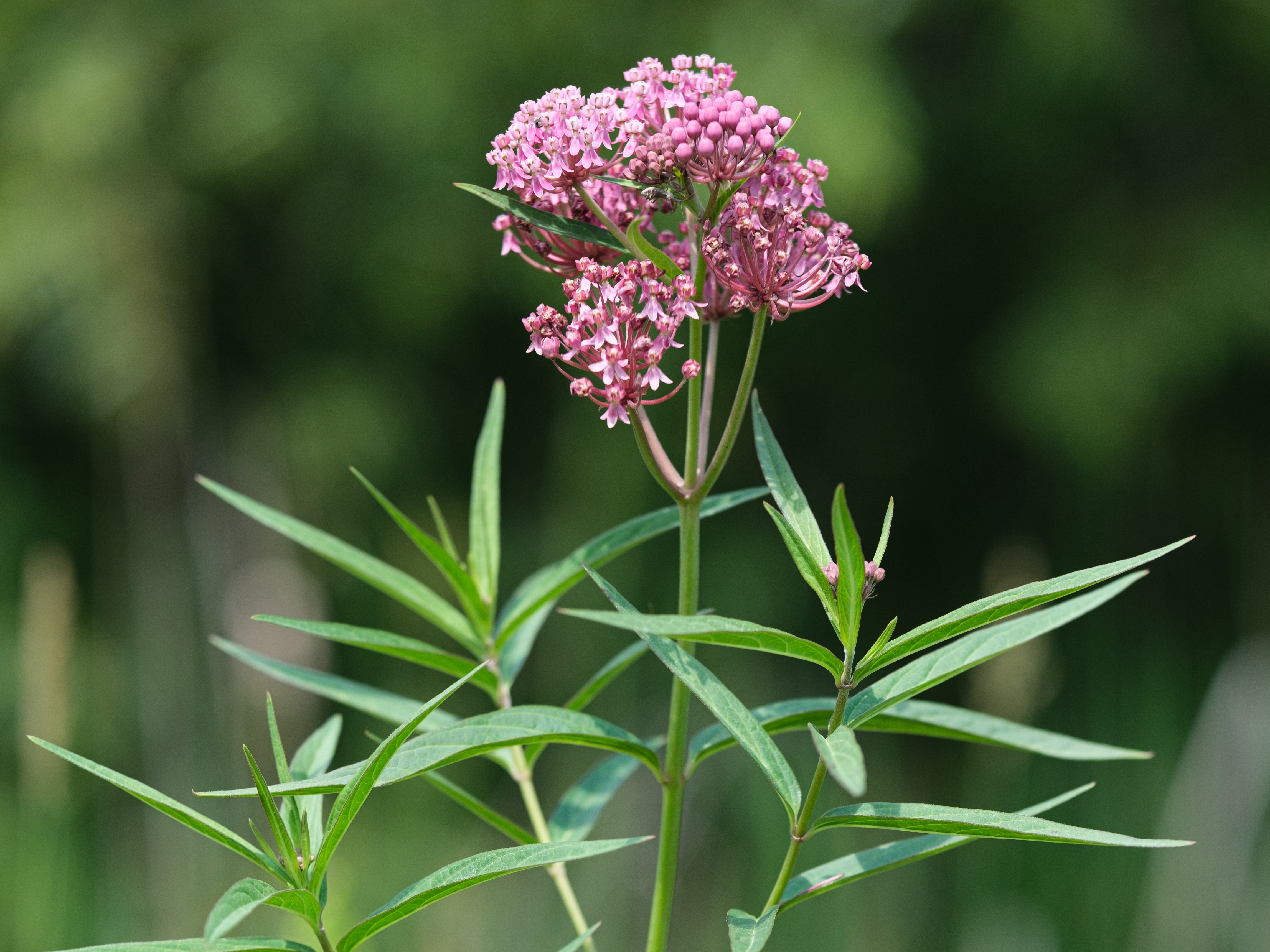 Asclepias incarnata (swamp or rose milkweed), a cluster of pink flowers with long, thin, opposite leaves