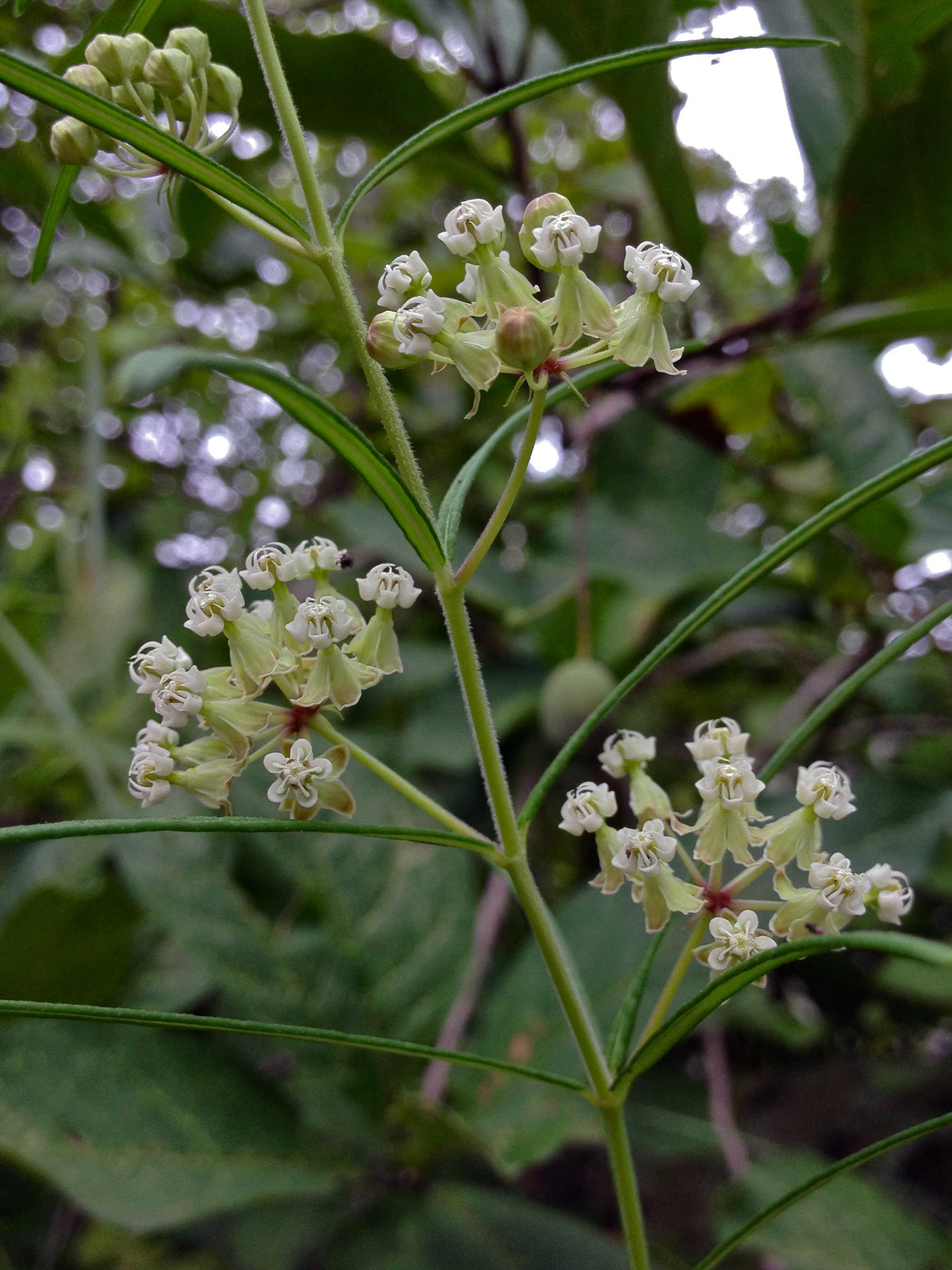 Asclepias verticillata (whorled milkweed), a cluster of white flowers with green sepals wiand th long, thin, whorled leaves