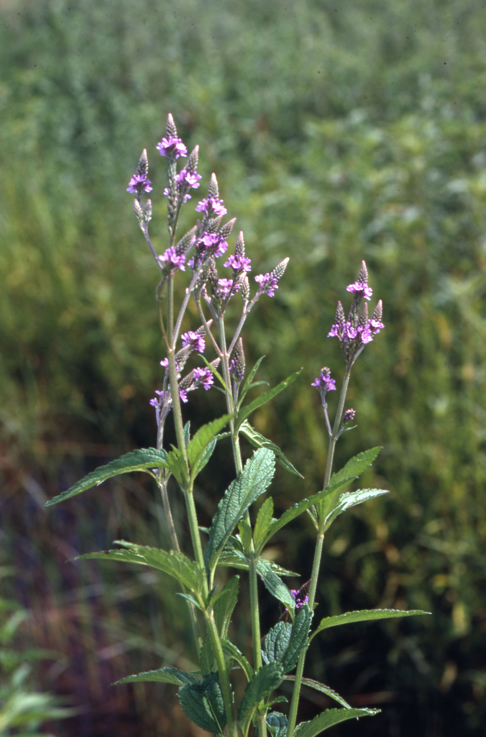 image from Blue Vervain