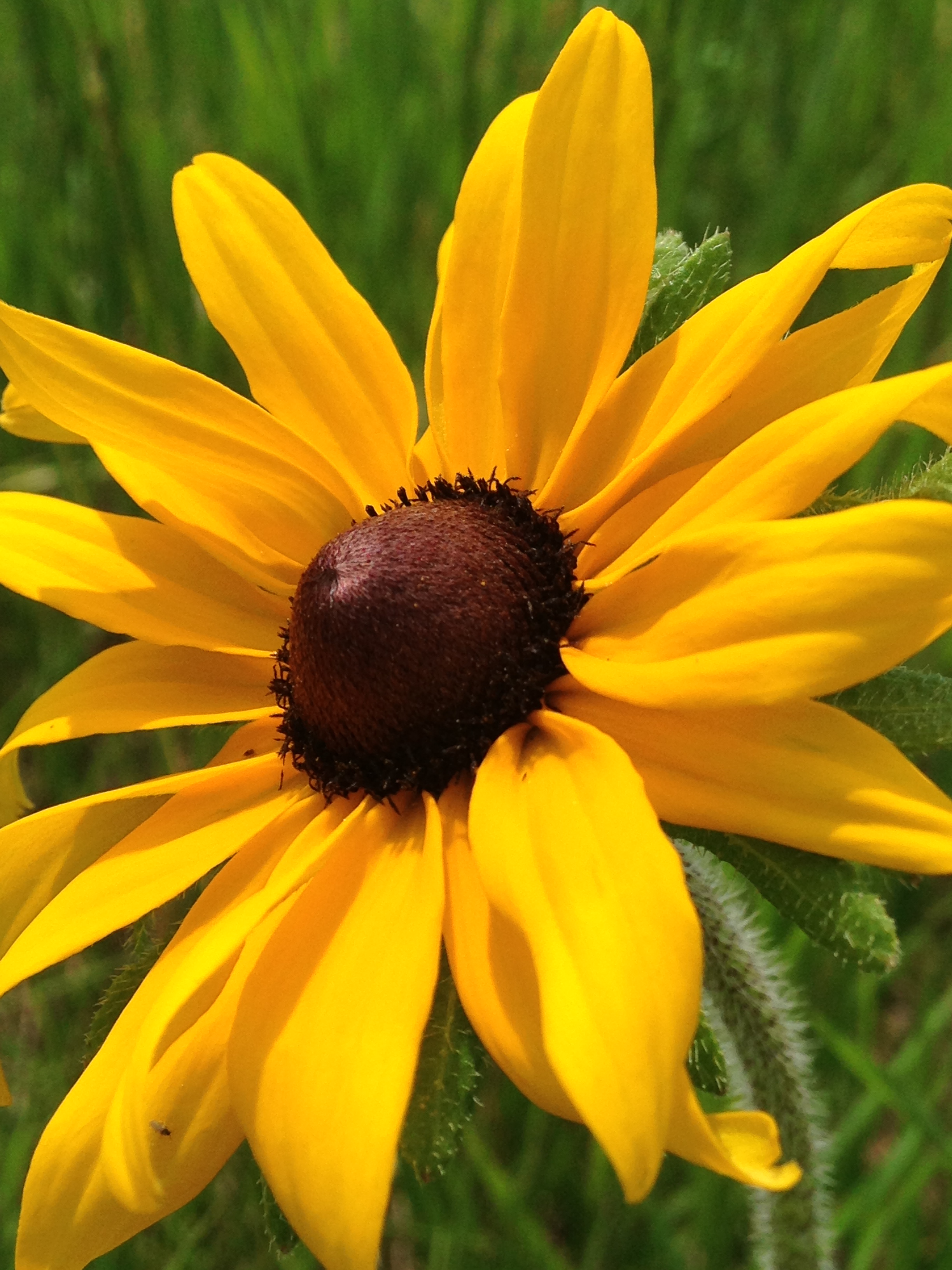 image from Black Eyed Susan