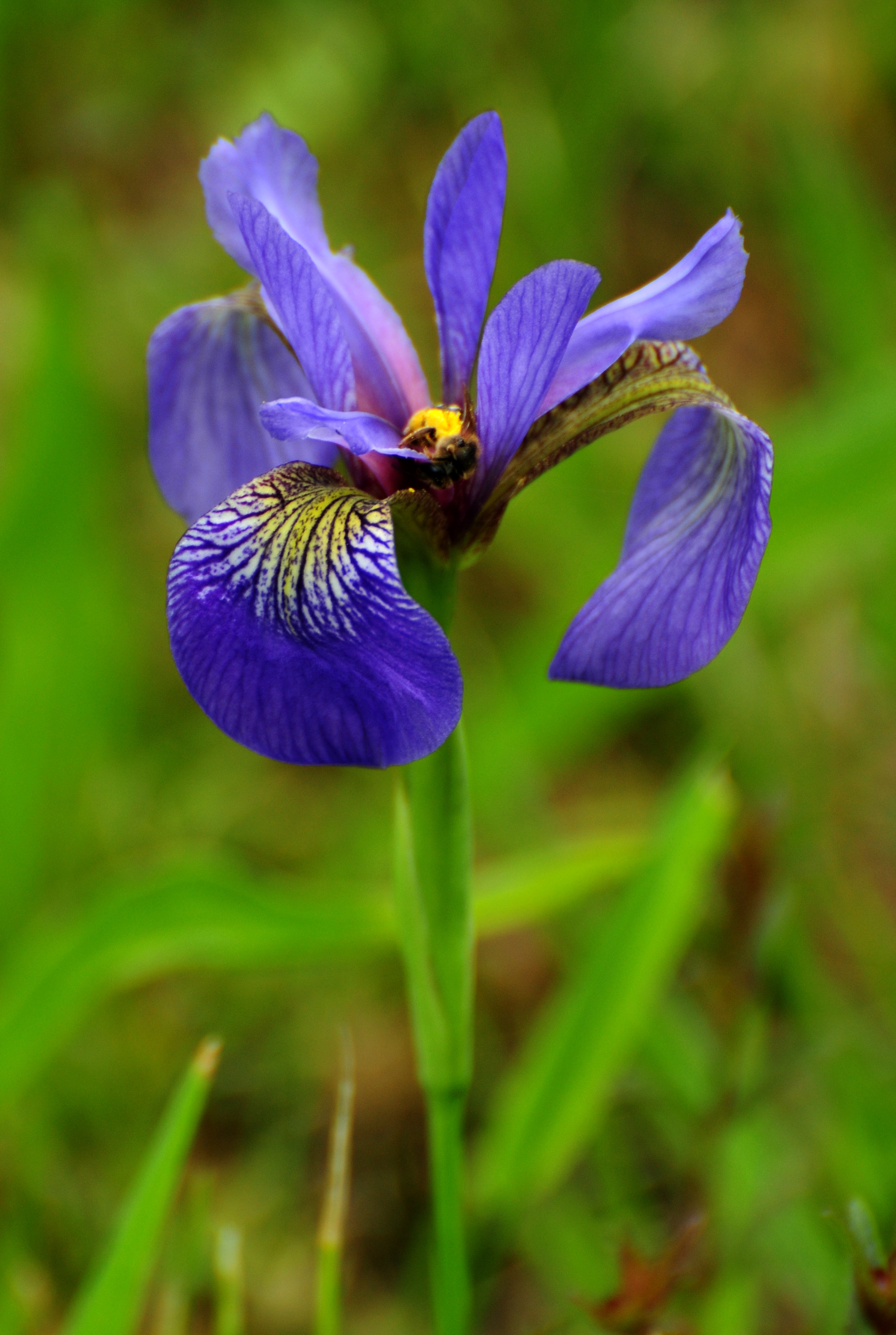 image from Blue Flag Iris