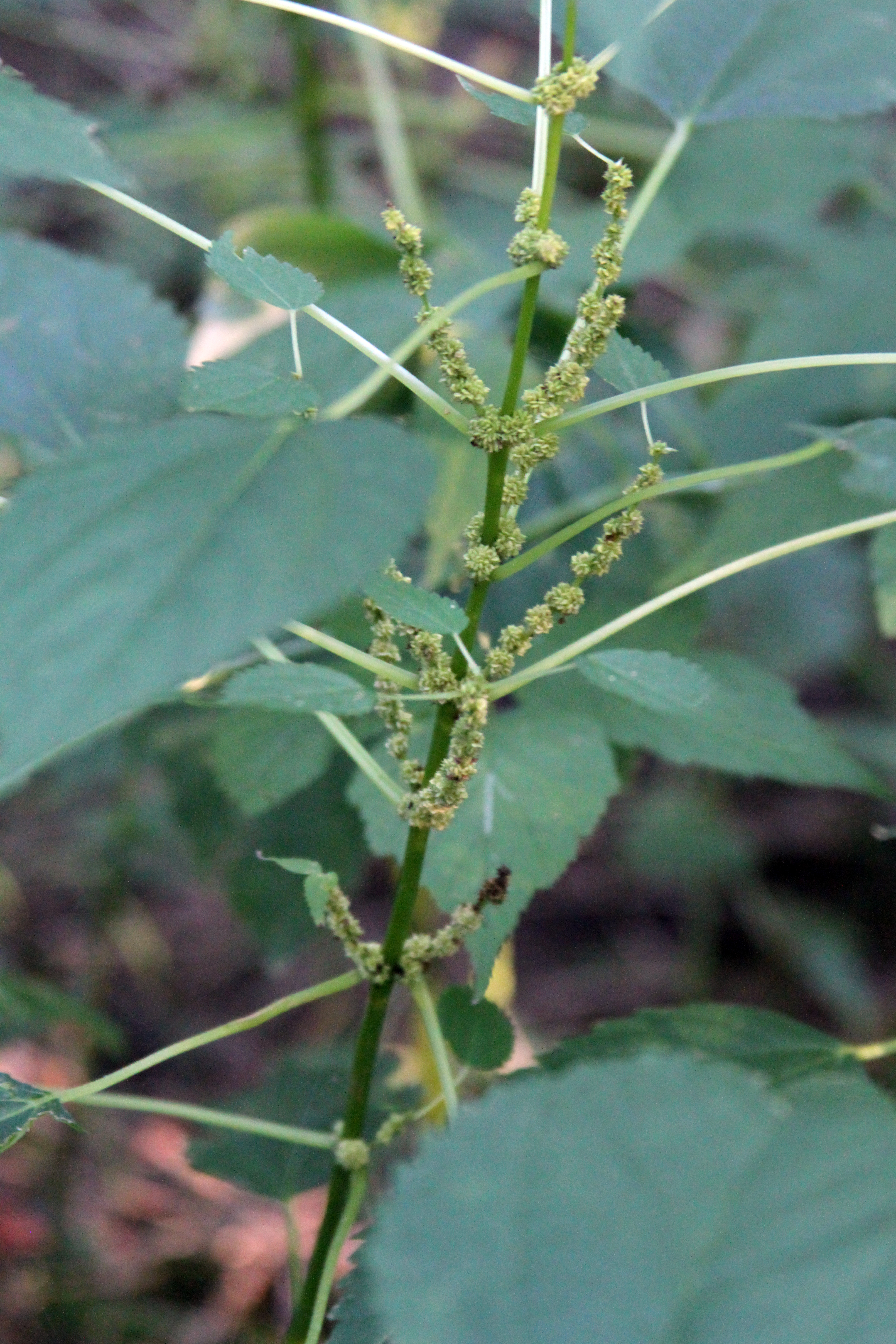 Smallspike false nettle (Boehmeria cylindrica)