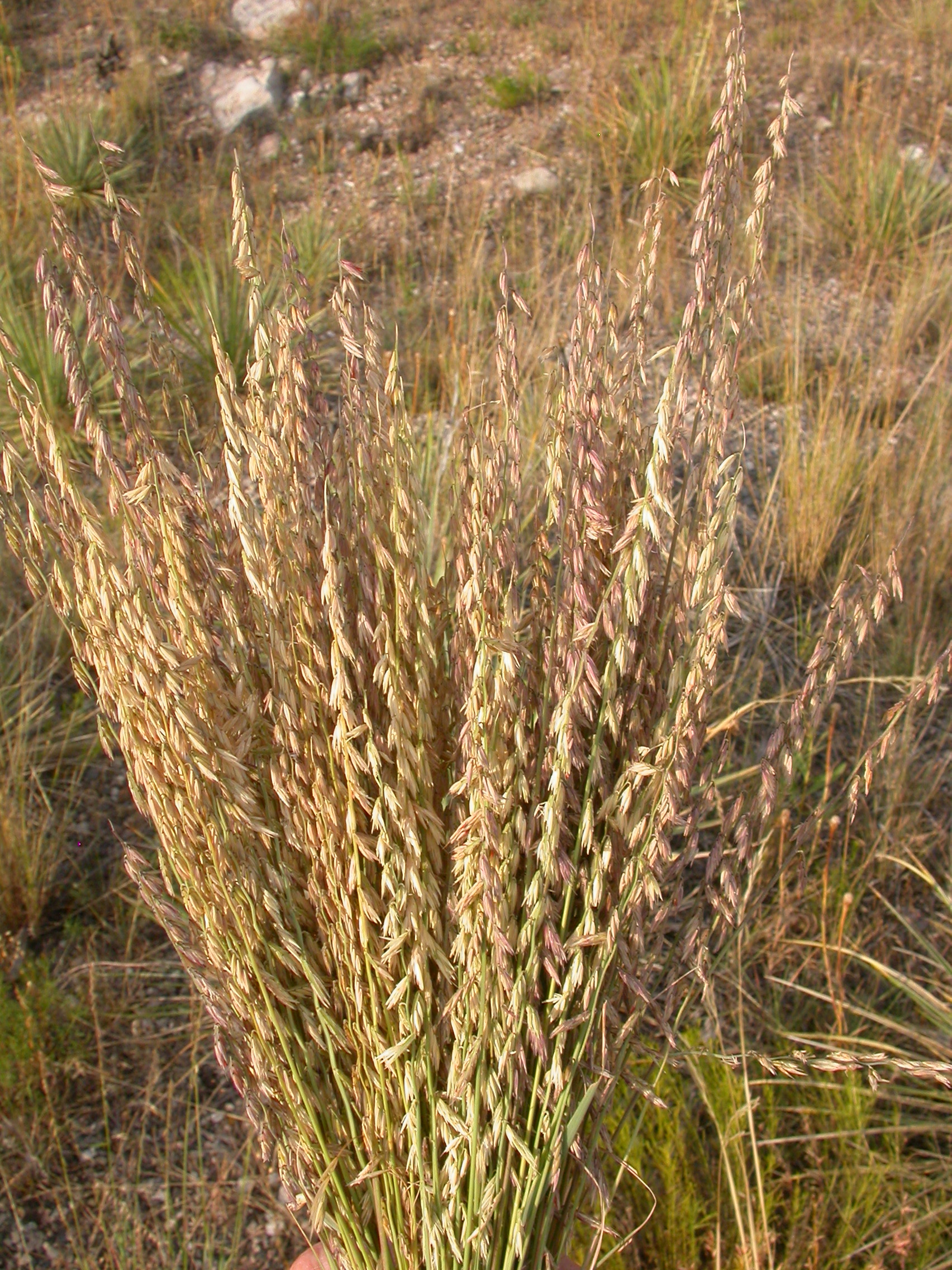 Side-oats grama grass (Bouteloua curtipendula)