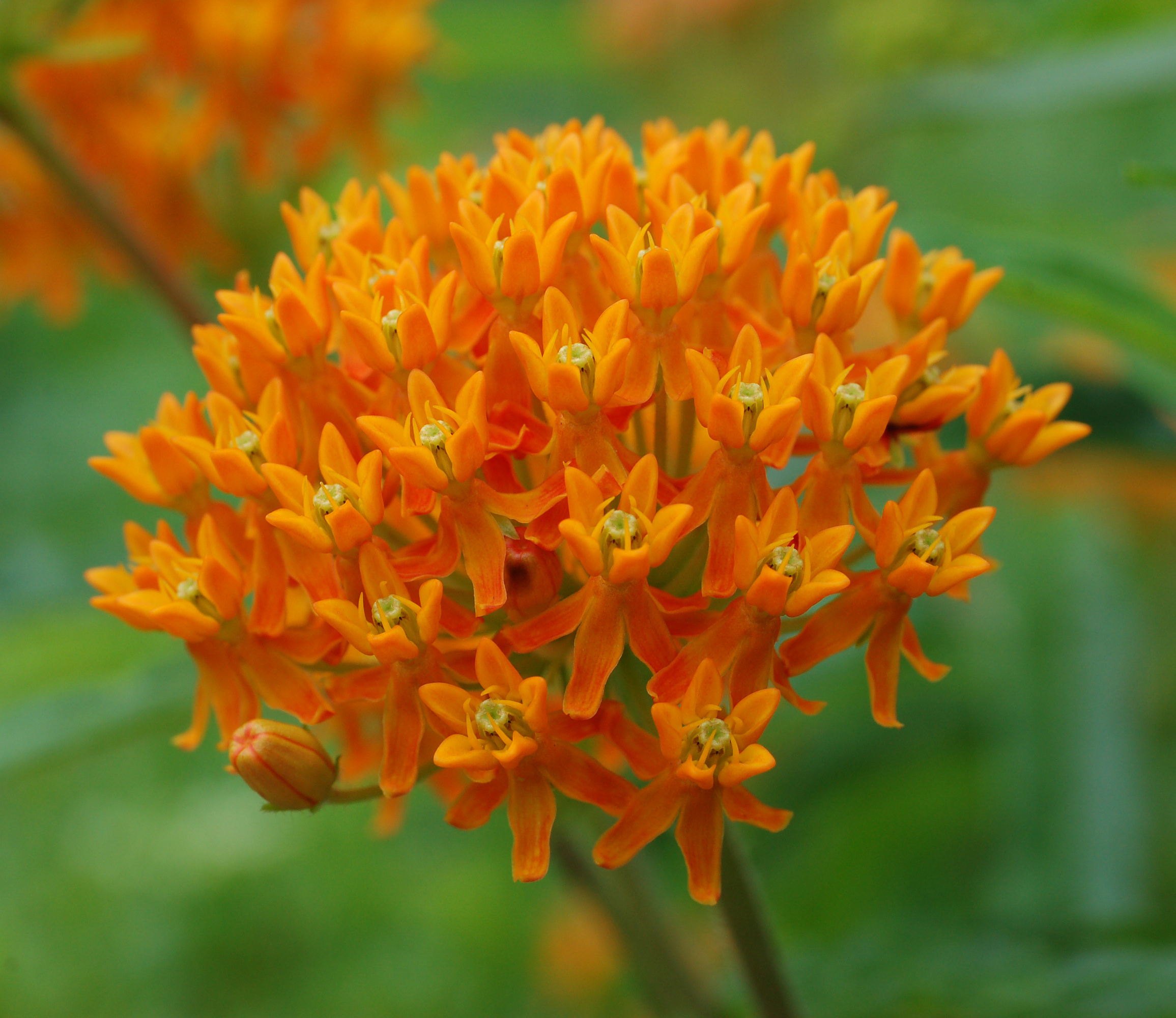Butterfly milkweed (Asclepias tuberosa)