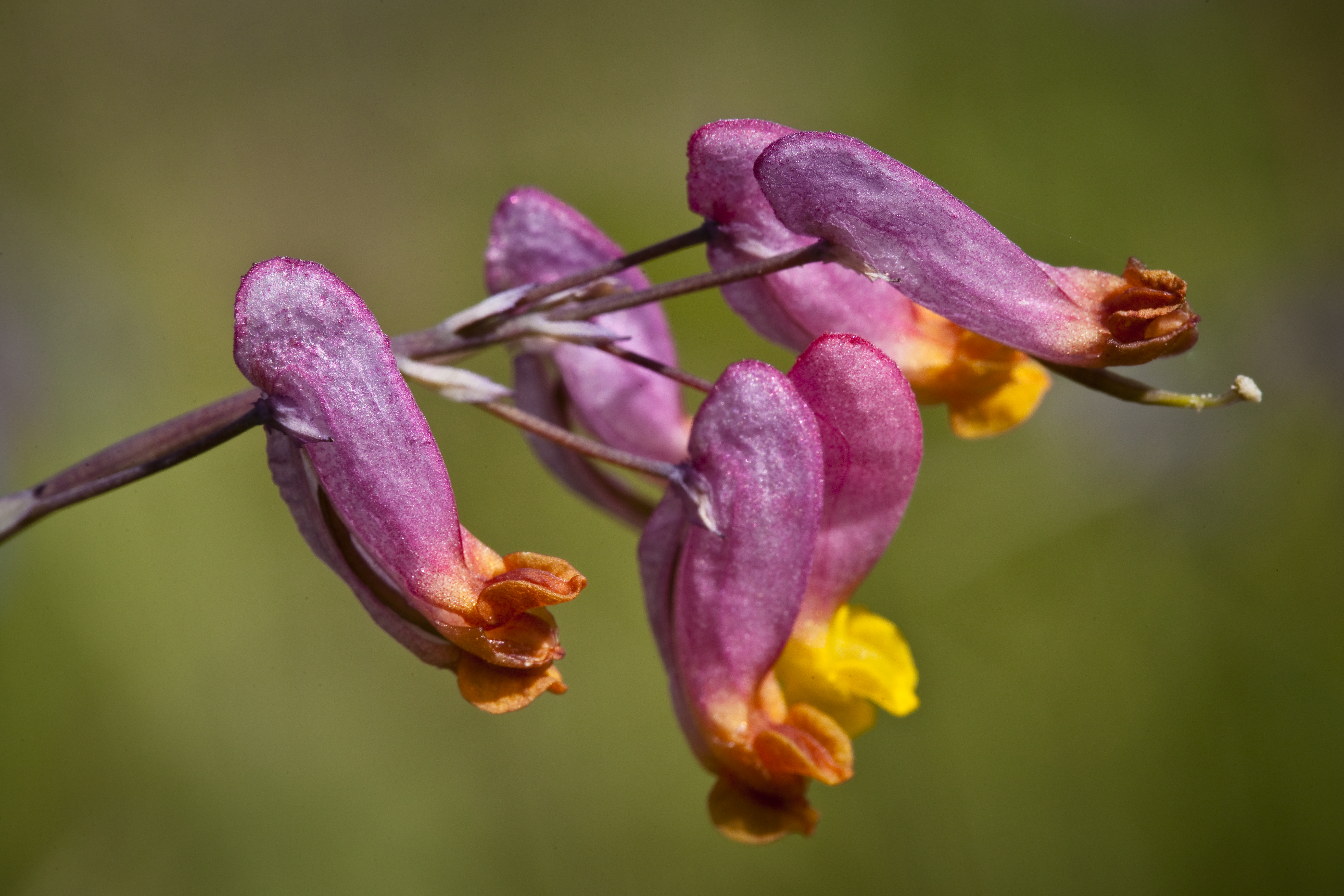 Pale corydalis (Corydalis sempervirens)