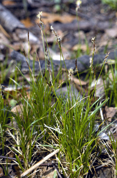 Pennsylvania sedge (Carex pensylvanica)