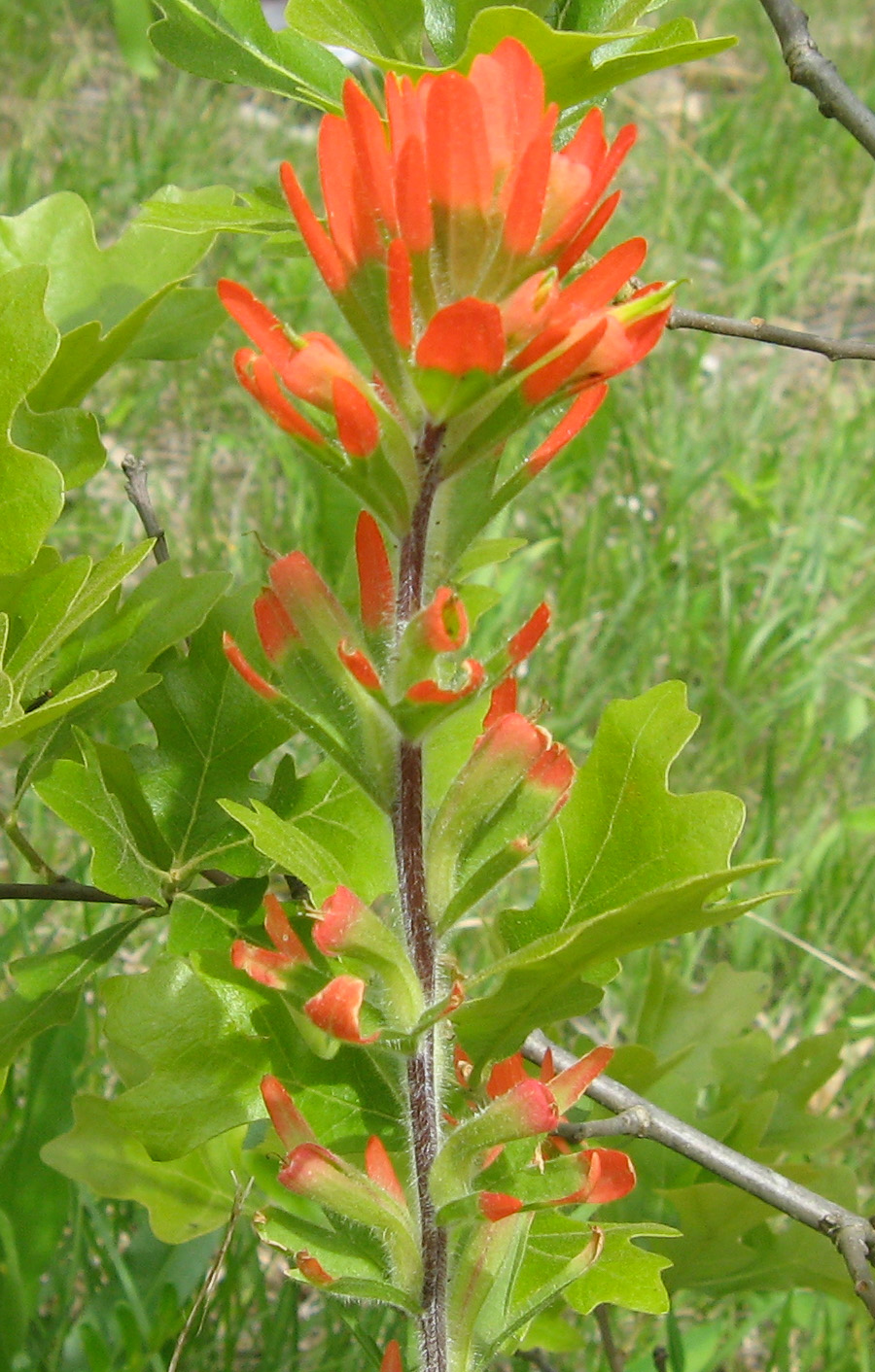 The stalk and red flowers of Indian paintbrush (Castilleja coccinea)