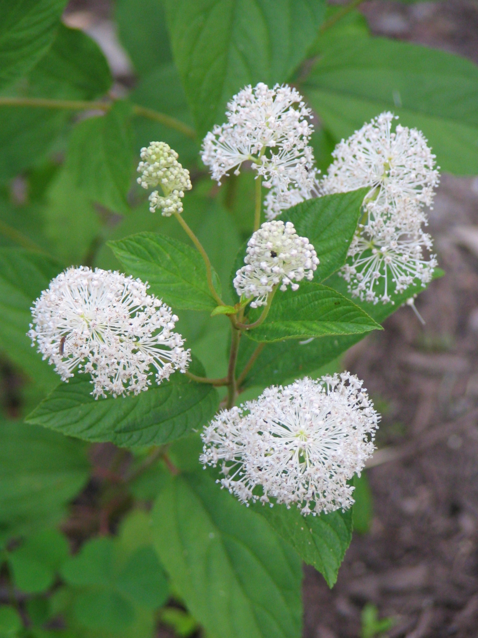 New Jersey tea (Ceanothus americanus)