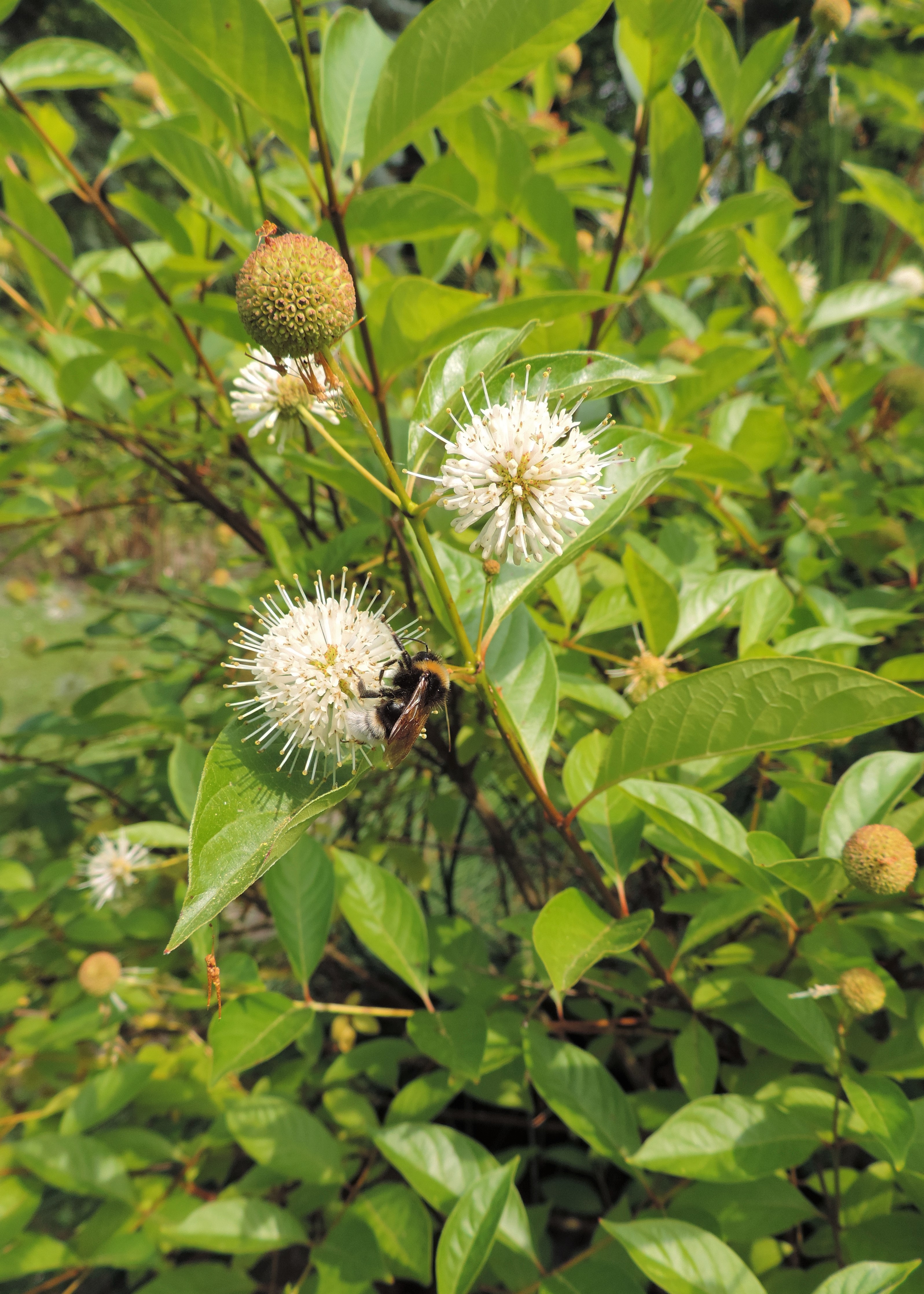 Buttonbush (Cephalanthus occidentalis)