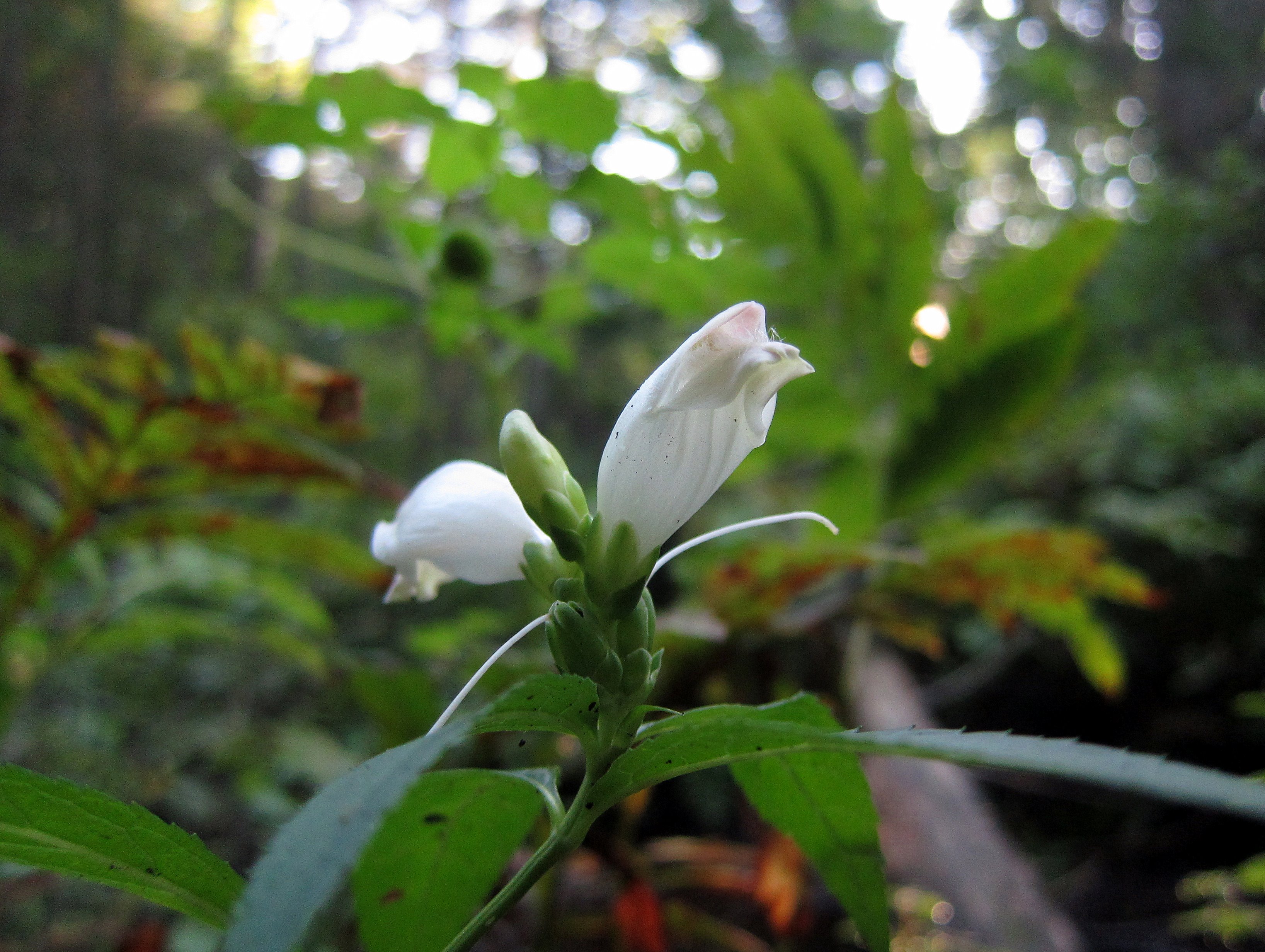 White turtlehead (Chelone glabra)
