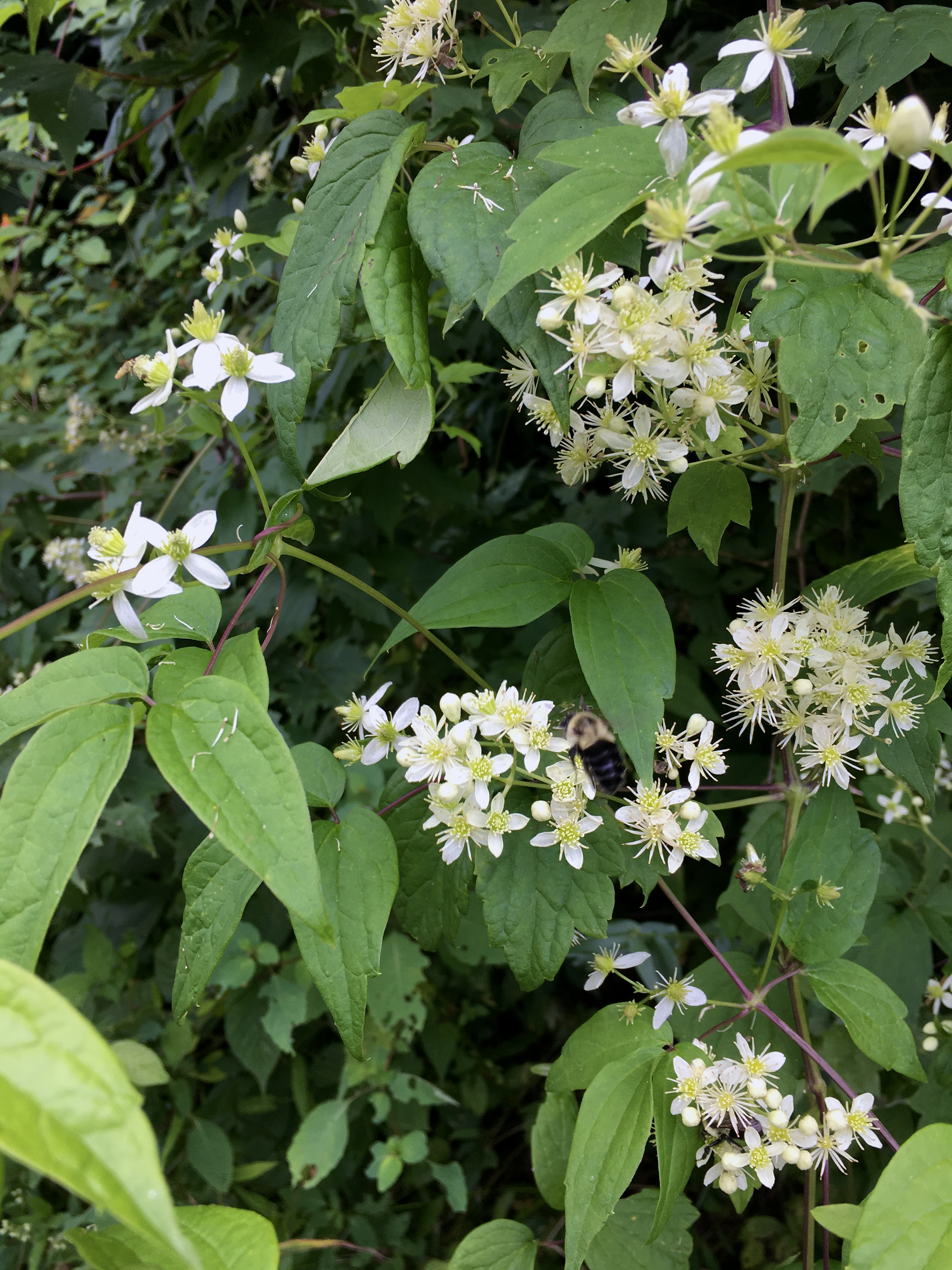 Virgin's bower clematis (Clematis virginiana)