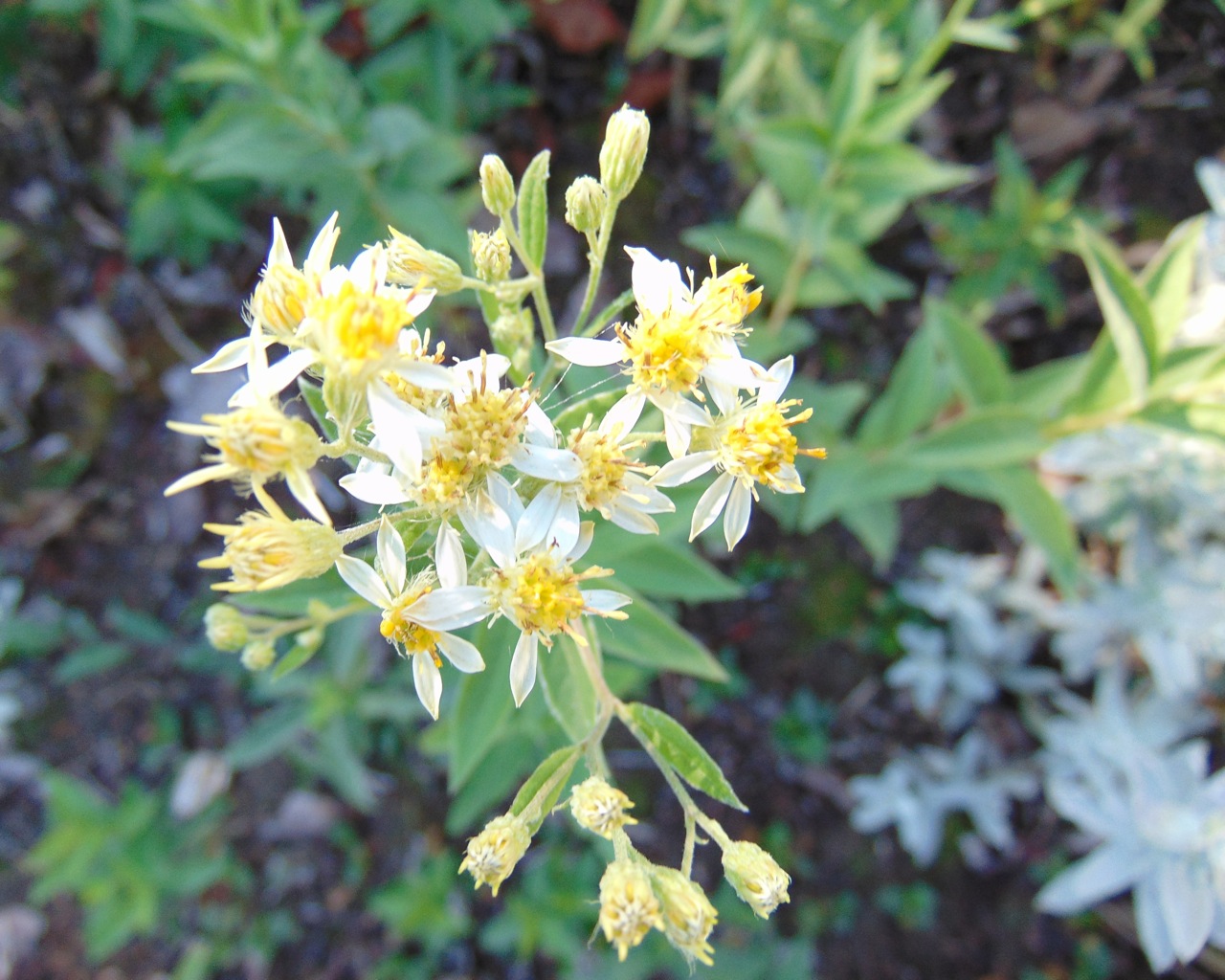 Tall white aster (Doellingeria umbellata)