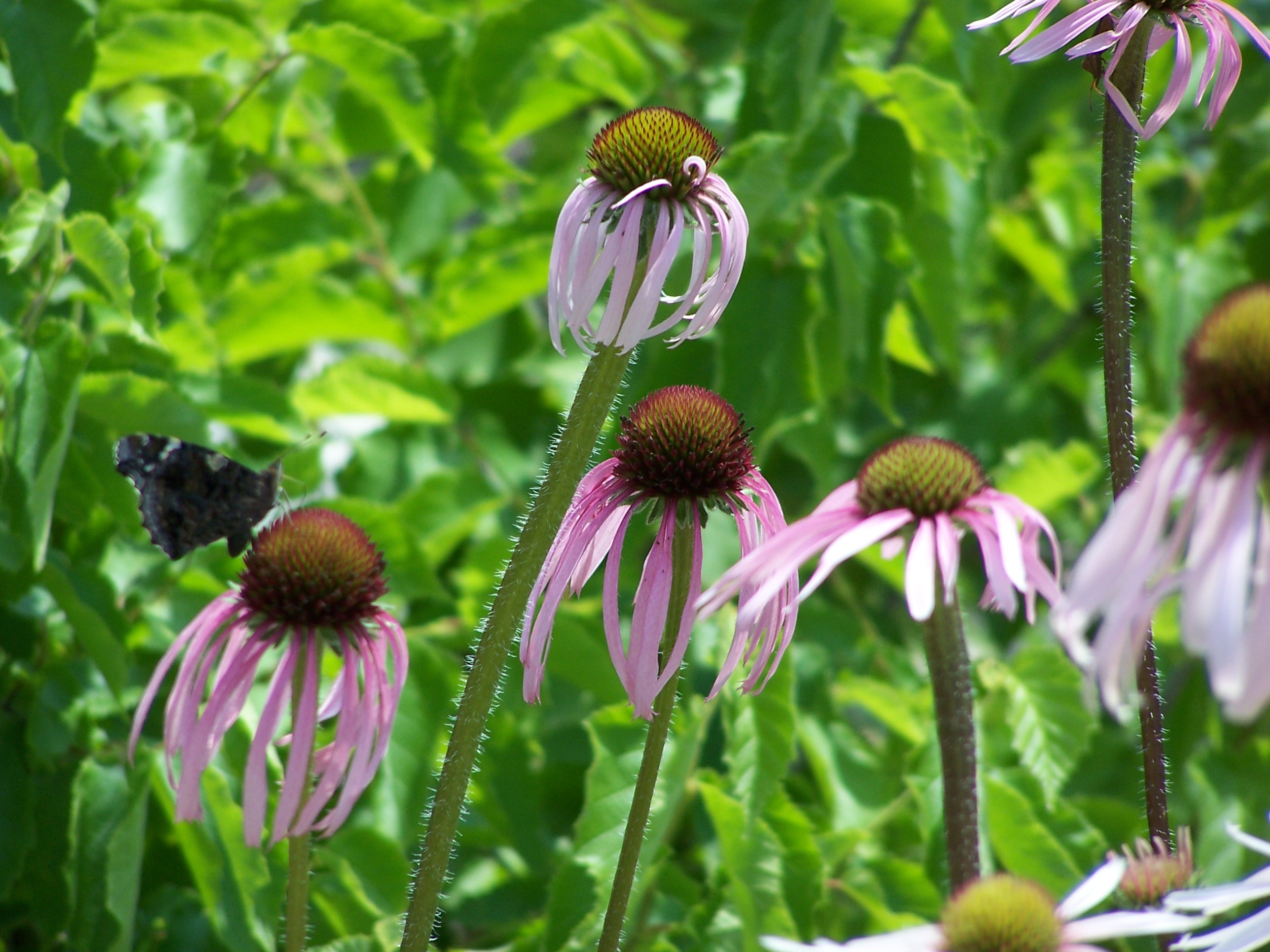 Pale purple coneflower (Echinacea pallida)
