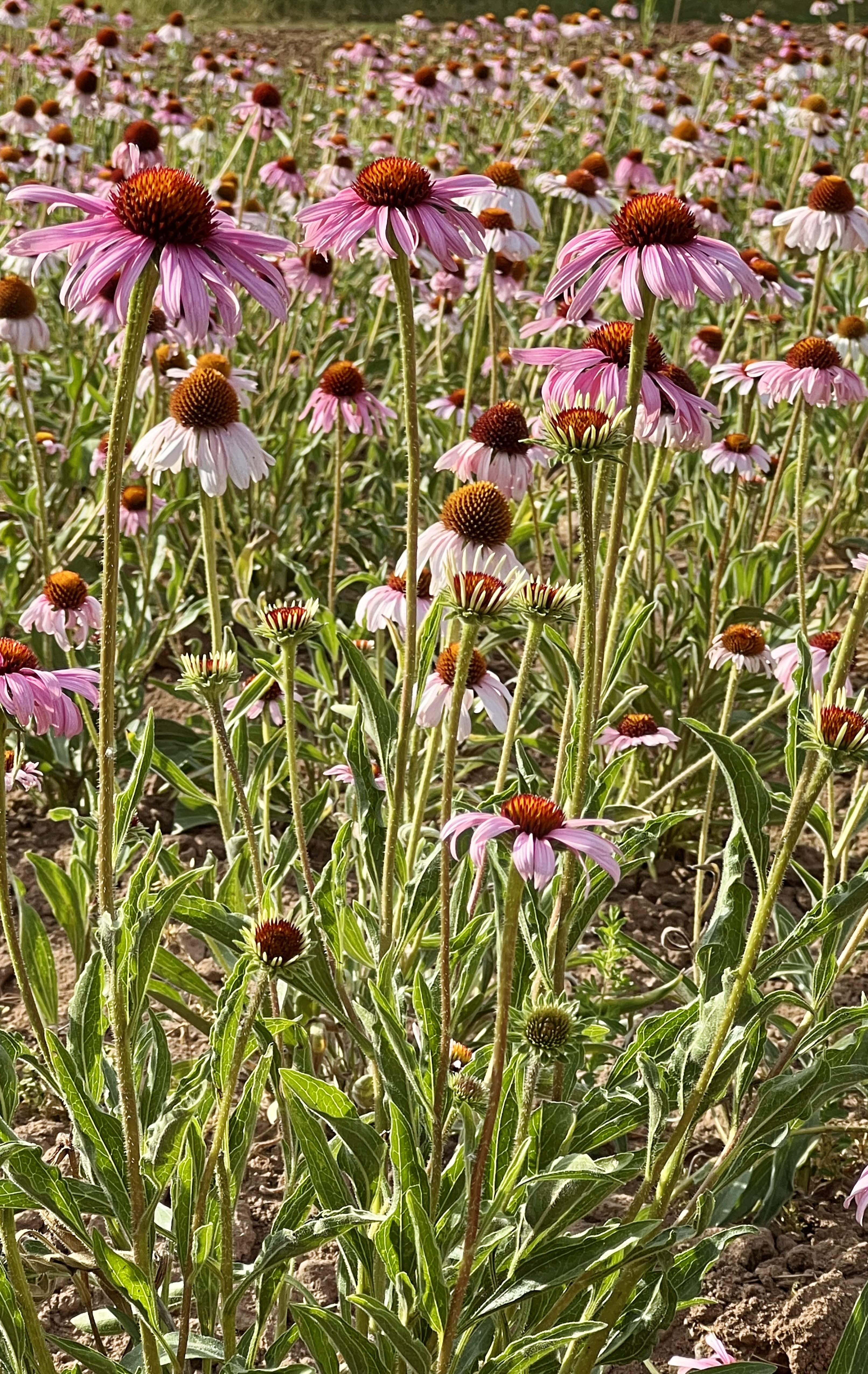Purple Coneflower (Echinacea purpurea)