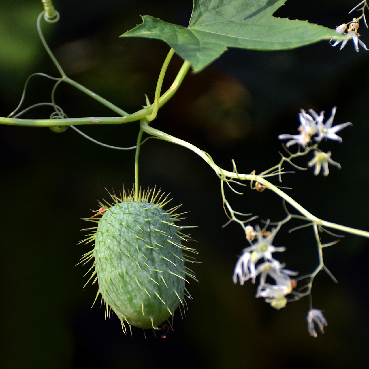 Fruit of Echinocystis lobata (wild cucumber). A green, oval, squash-like fruit with spines on it.
