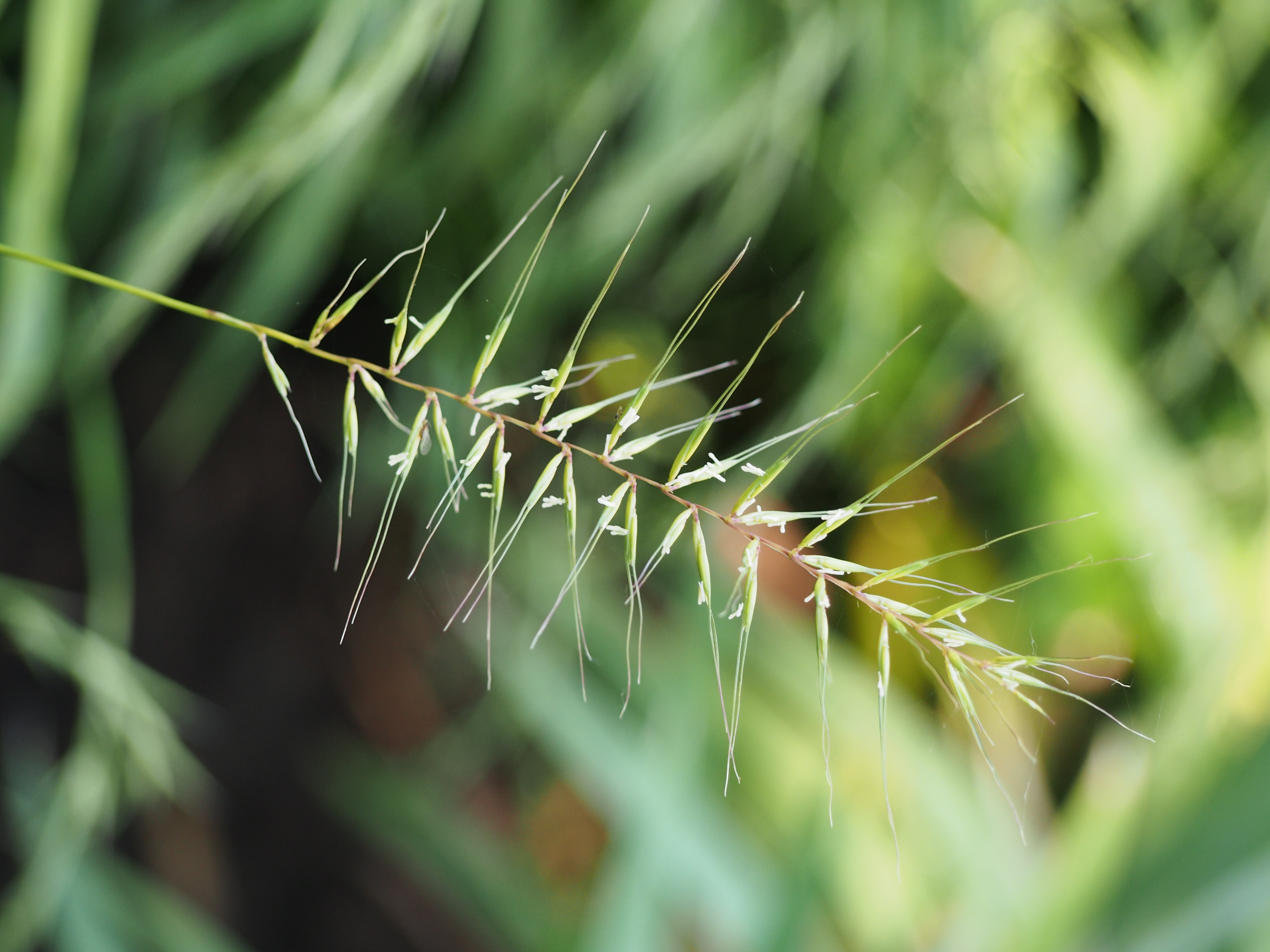 Bottlebrush grass (Elymus hystrix)