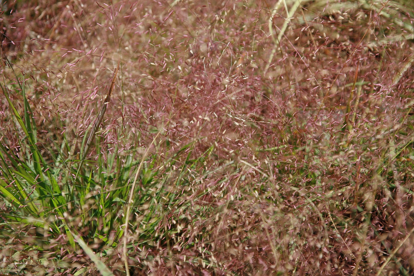 Purple love grass (Eragrostis spectabilis)