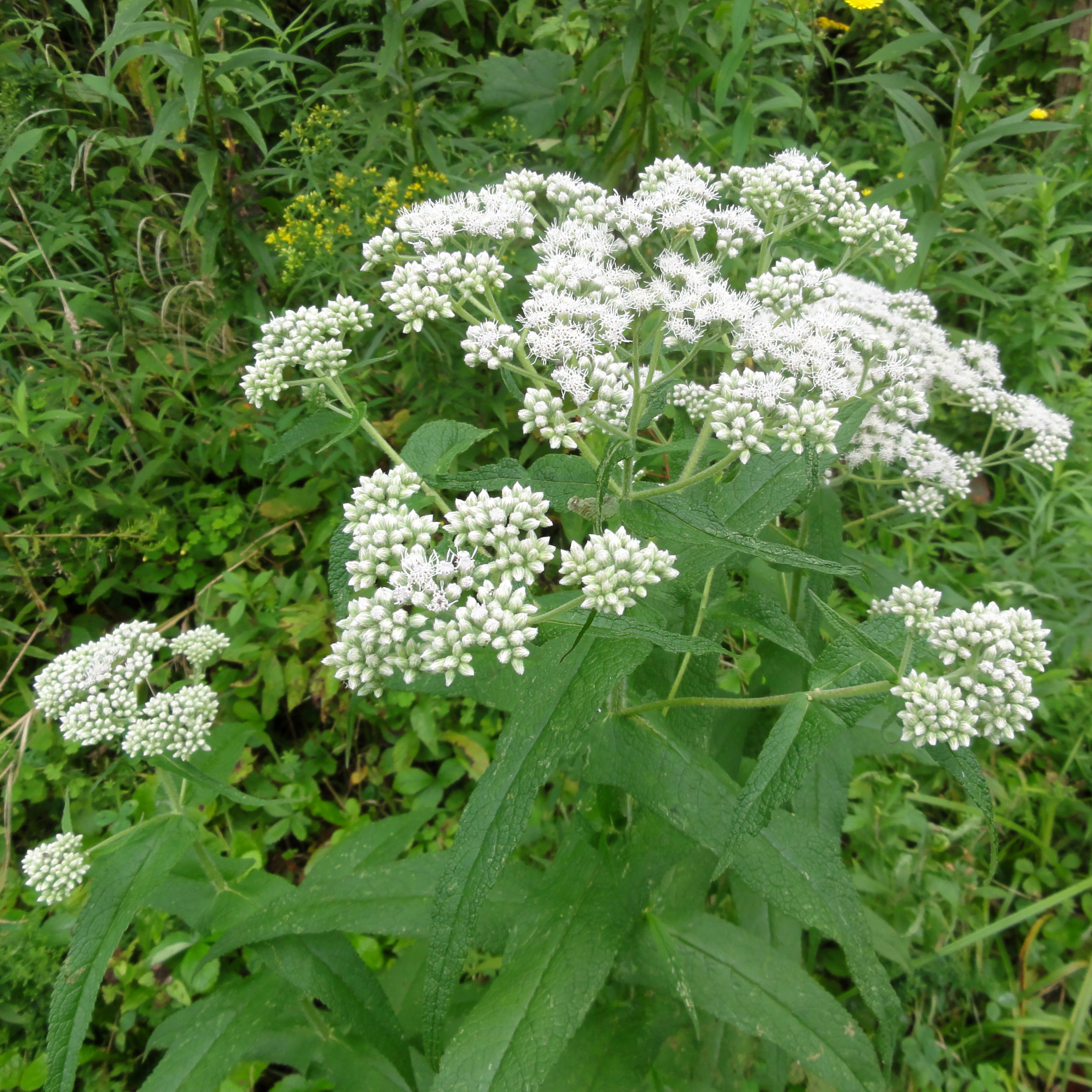image from Boneset