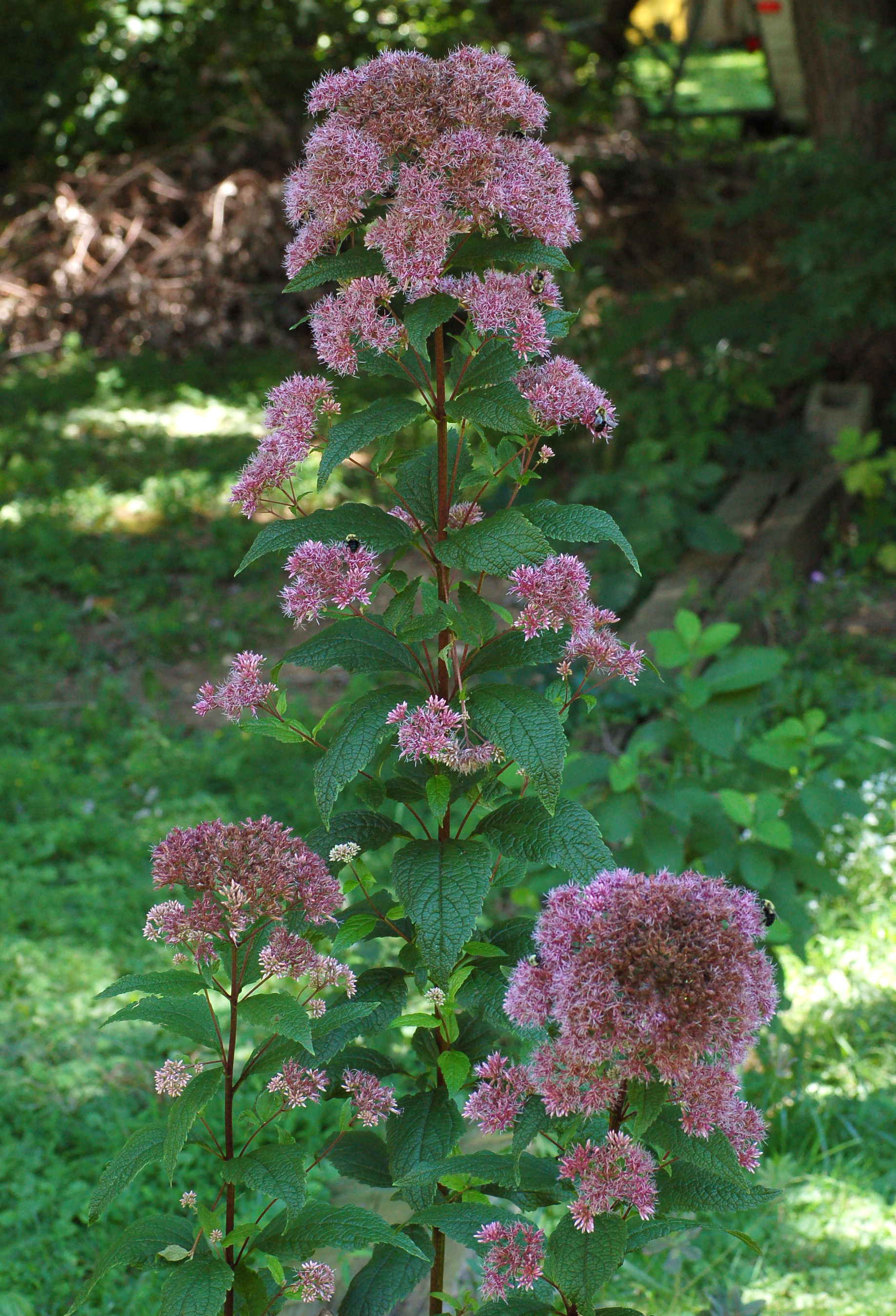 Coastal plain Joe-pye weed (Eutrochium dubium)