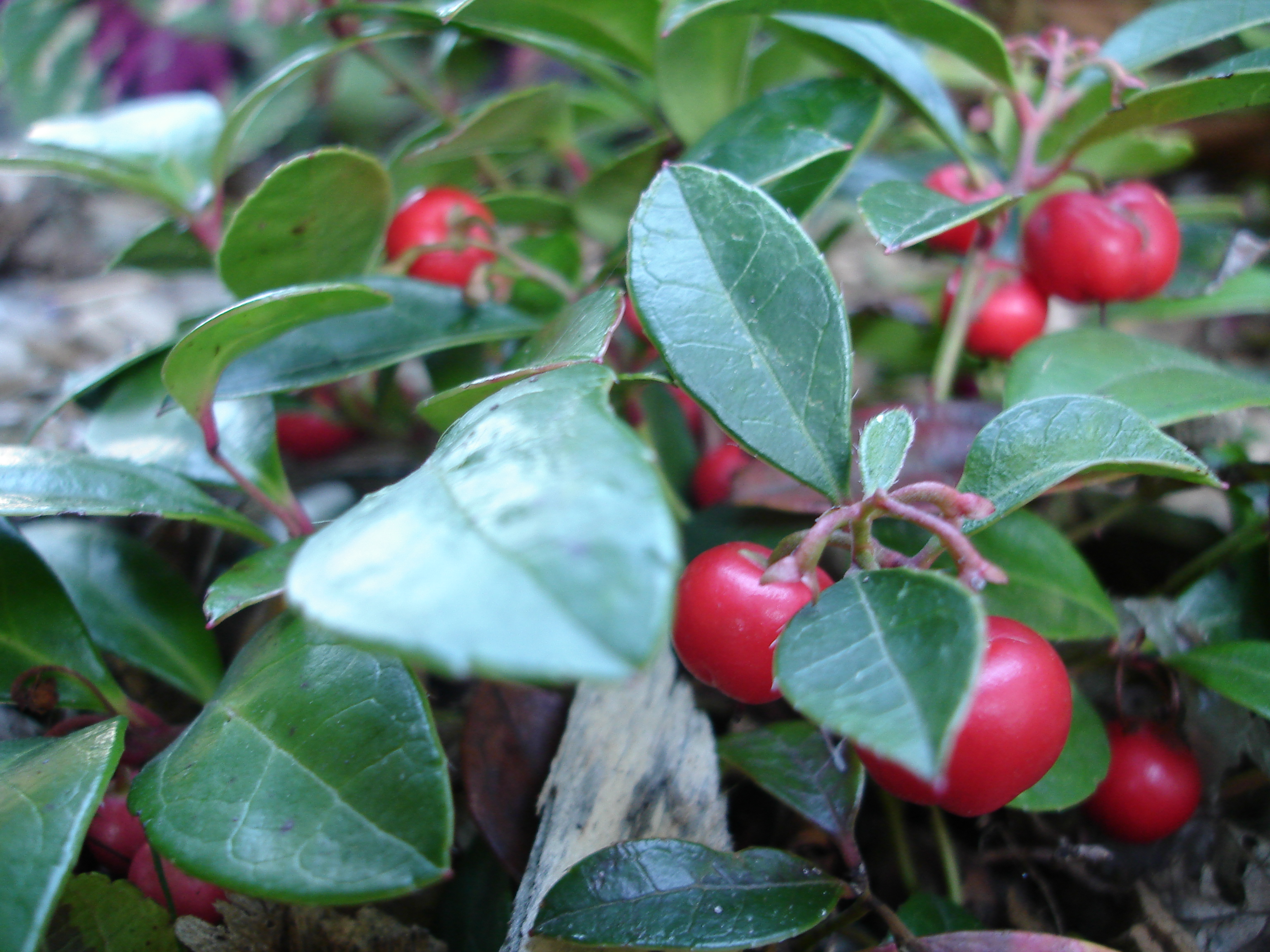 The red berries and dark green foliage of wintergreen or teaberry (Gaultheria procumbens)