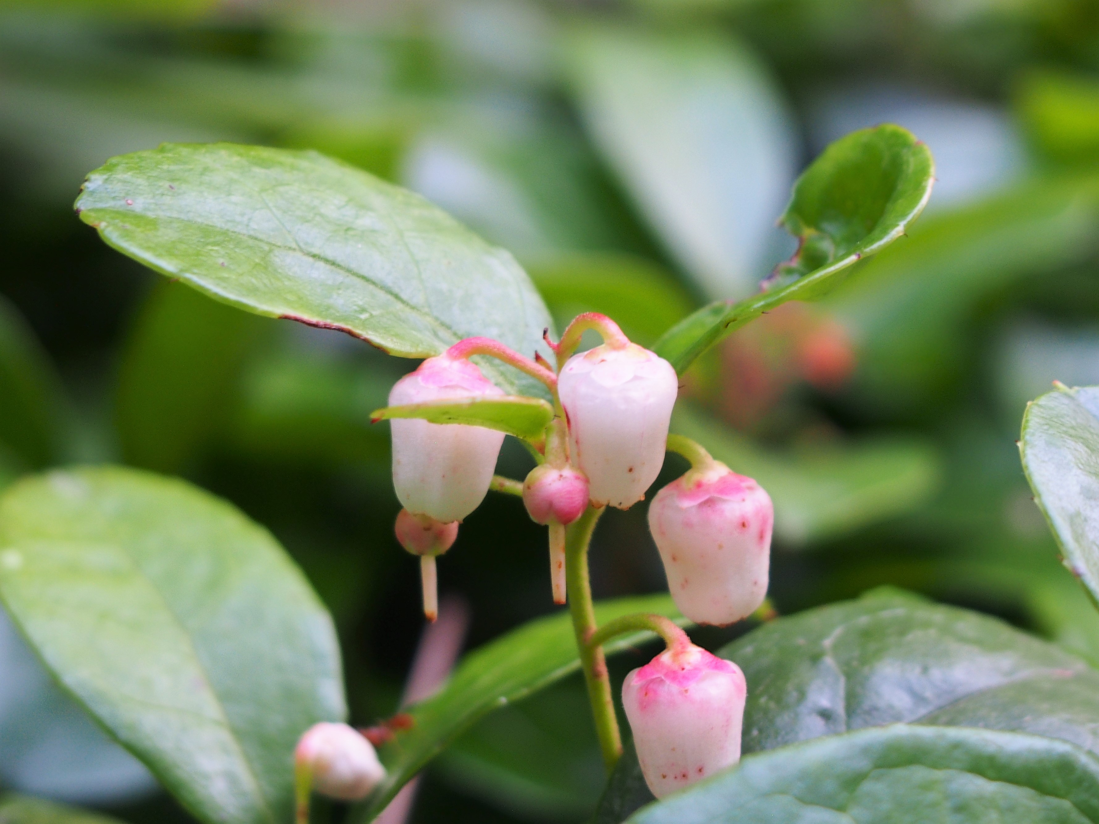 The bell-shaped white flowers of wintergreen or teaberry (Gaultheria procumbens)
