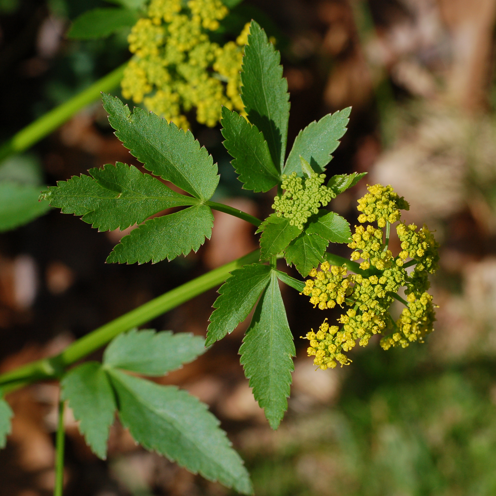 Zizia aurea (Golden alexanders)