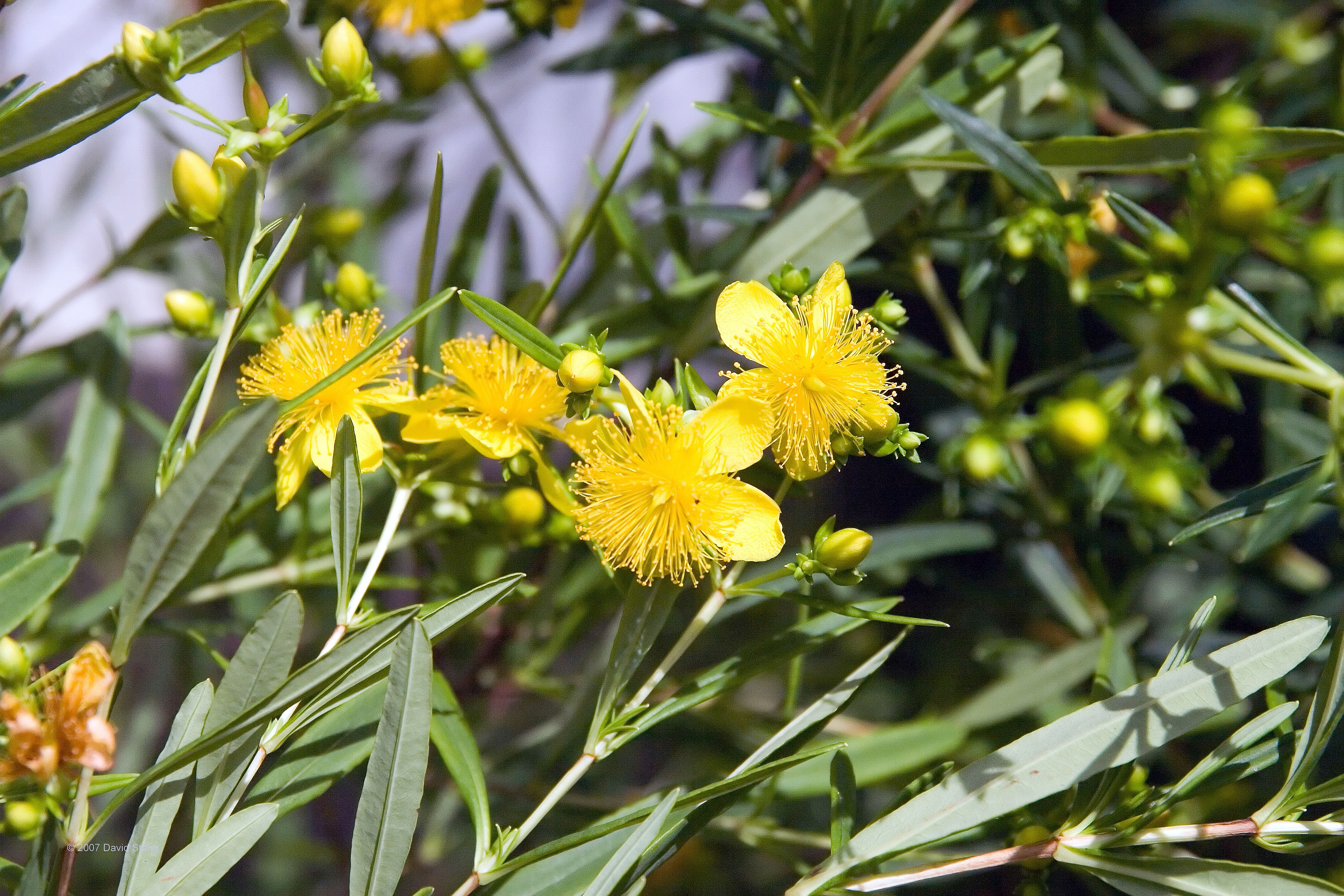 Kalm's St. John's Wort (Hypericum kalmianum)