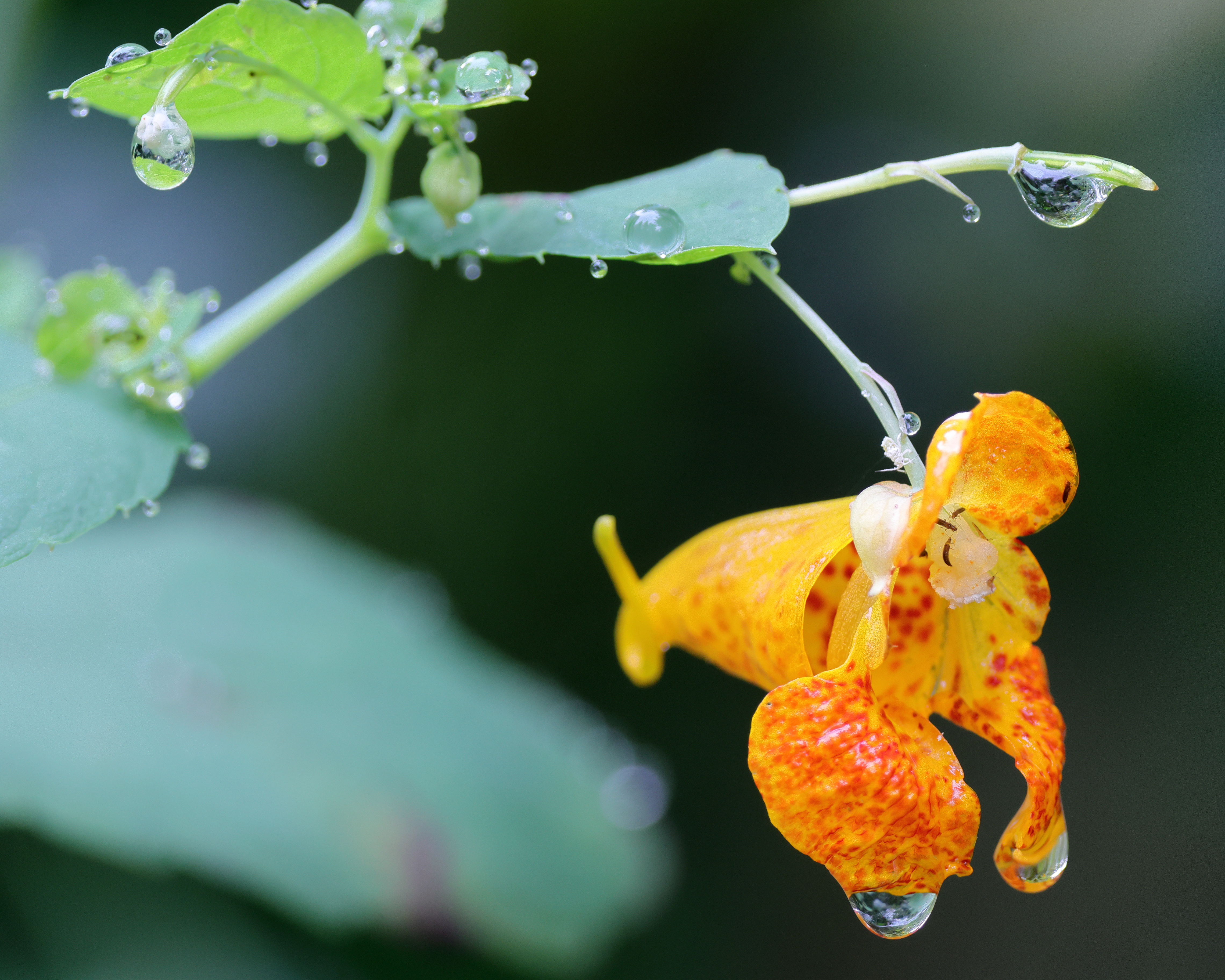 Jewelweed (Impatiens capensis)