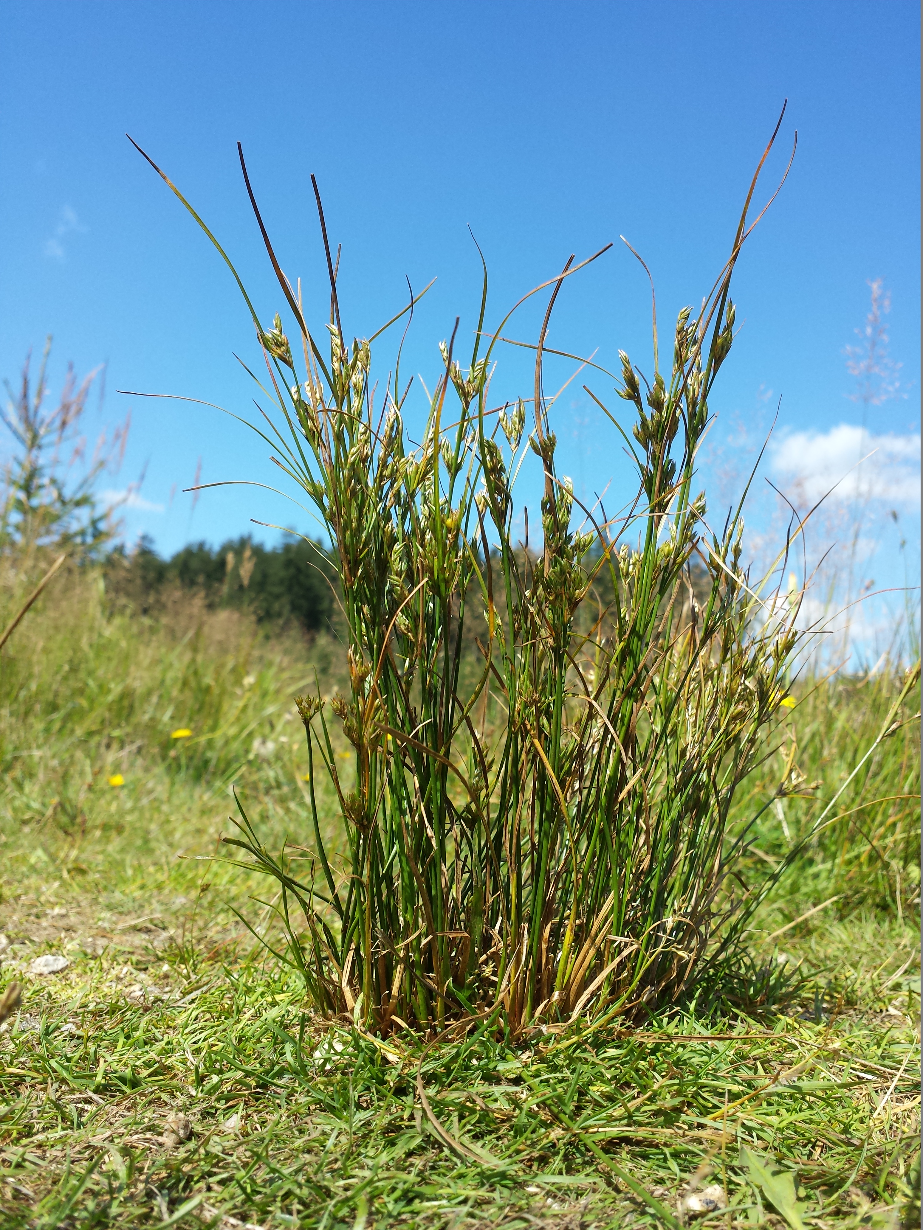 Path rush (Juncus tenuis)