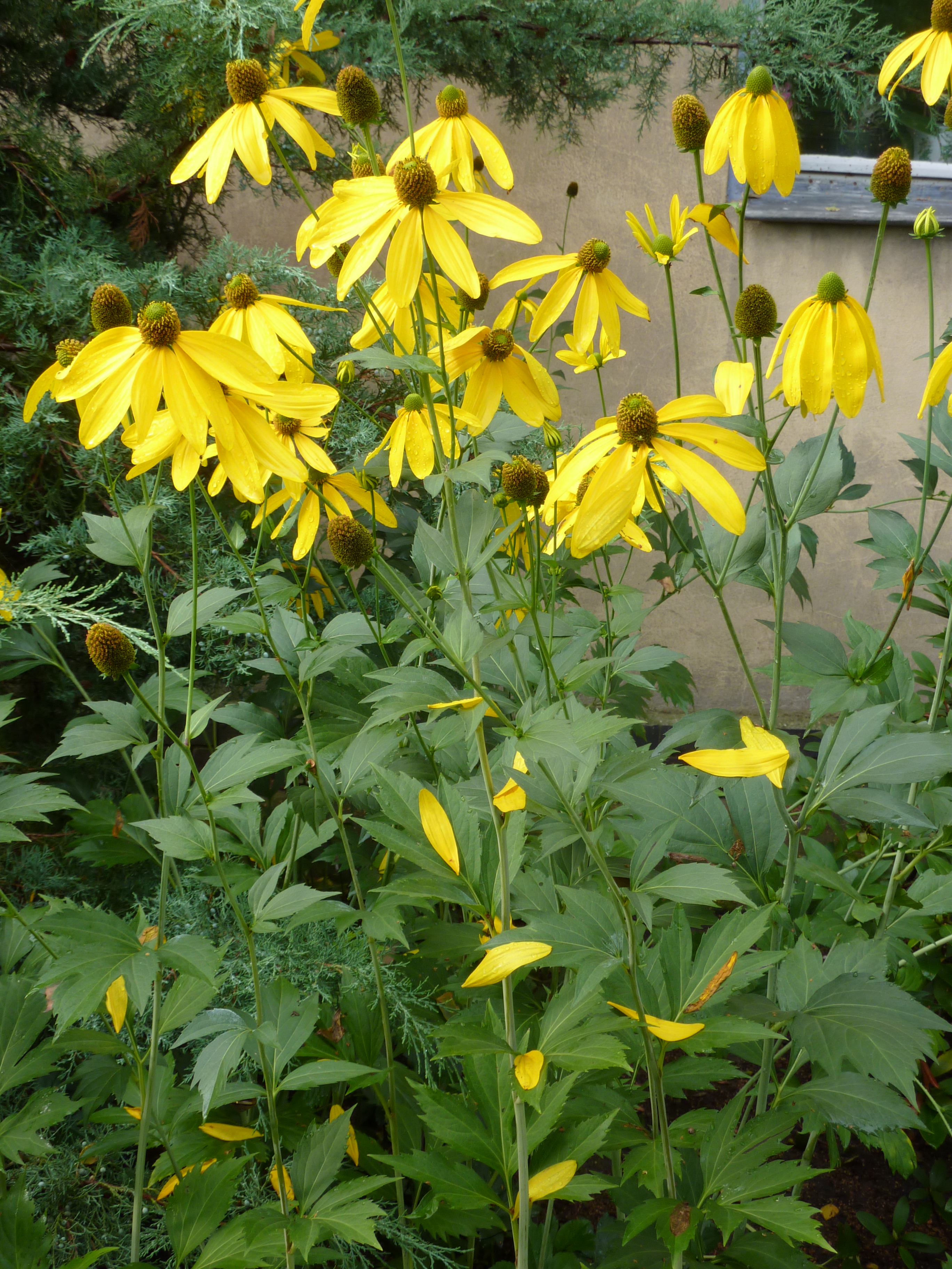 Cutleaf coneflower (Rudbeckia laciniata)
