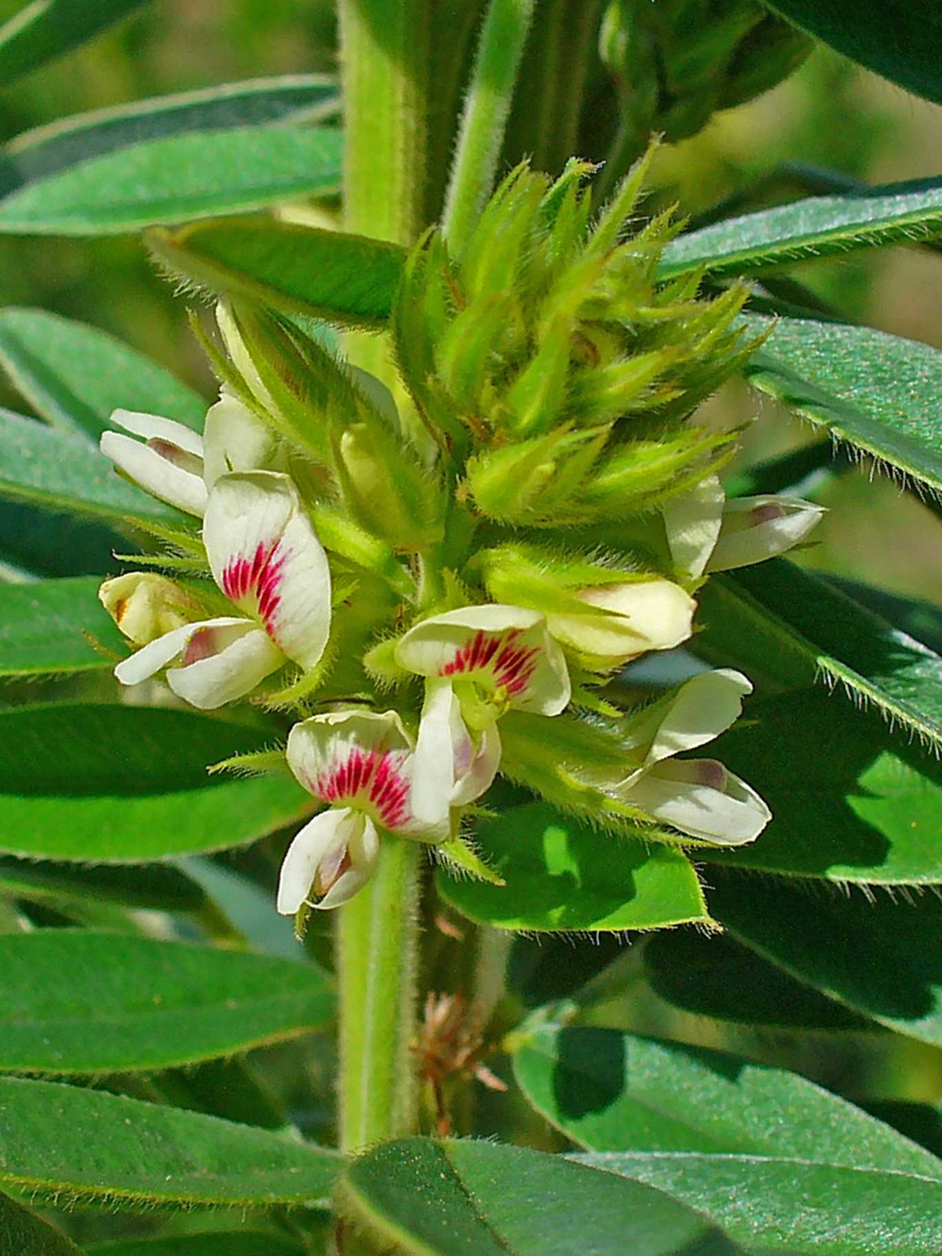 Round-headed bush clover (Lespedeza capitata)