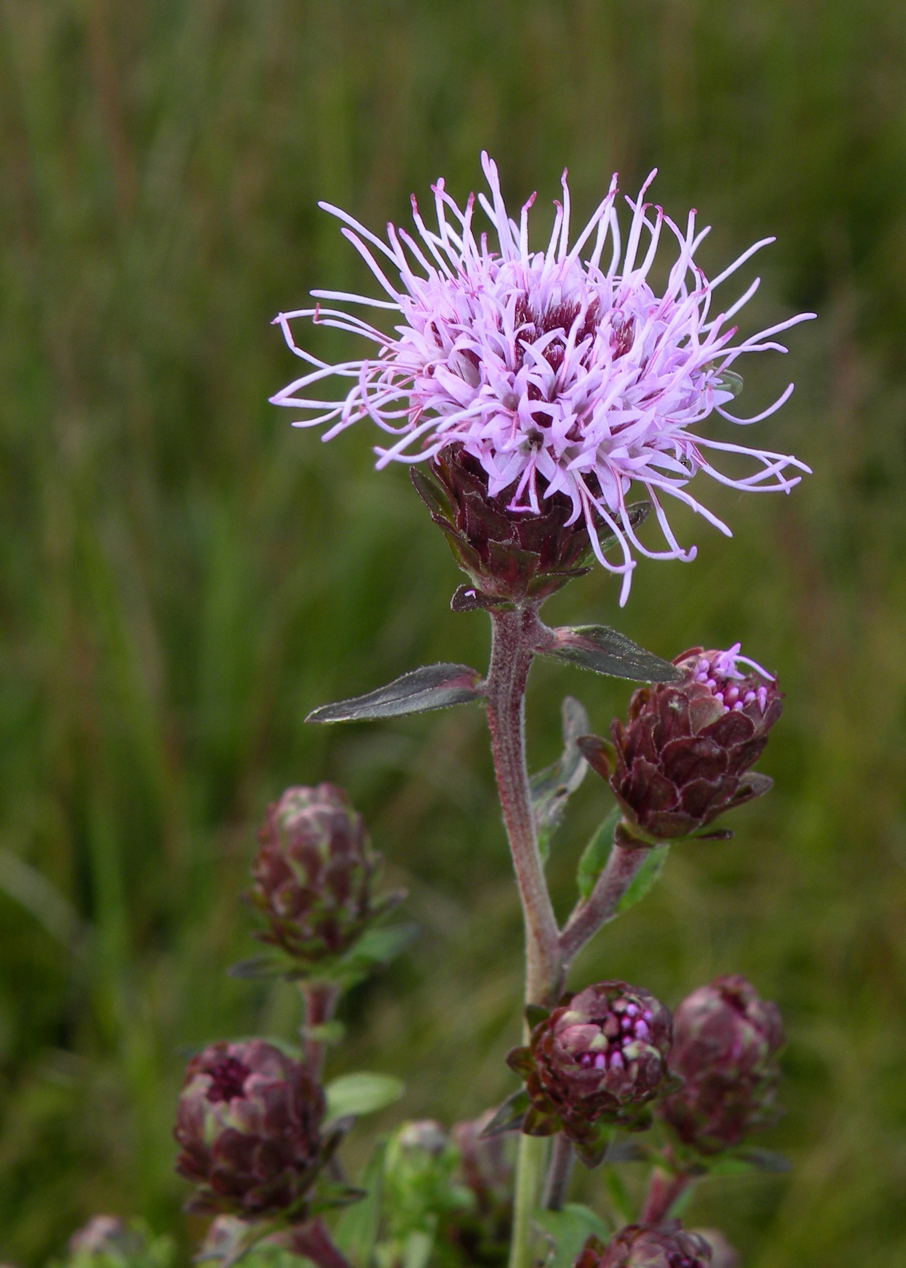 New England blazing star (Liatris novae-angliae)