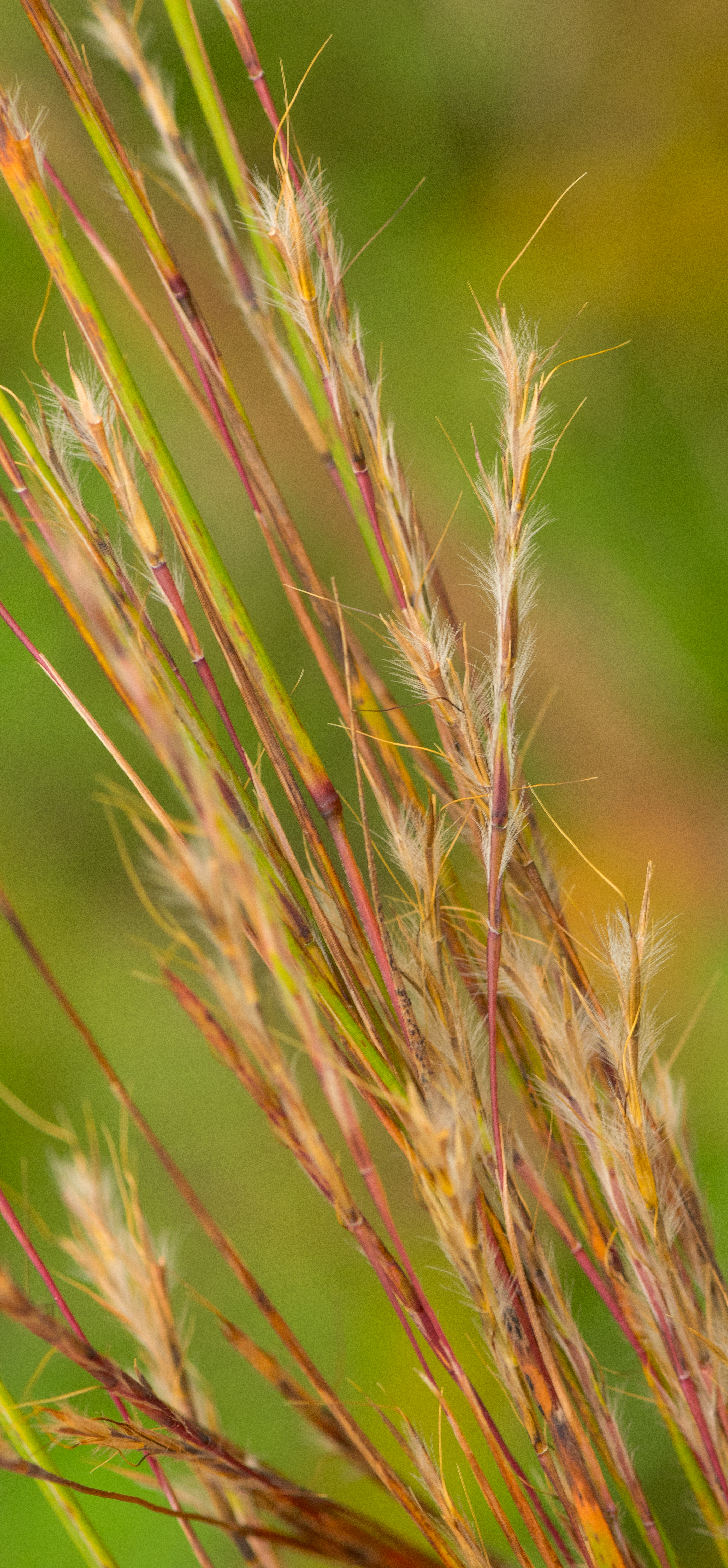 Little bluestem (Schizachyrium scoparium)