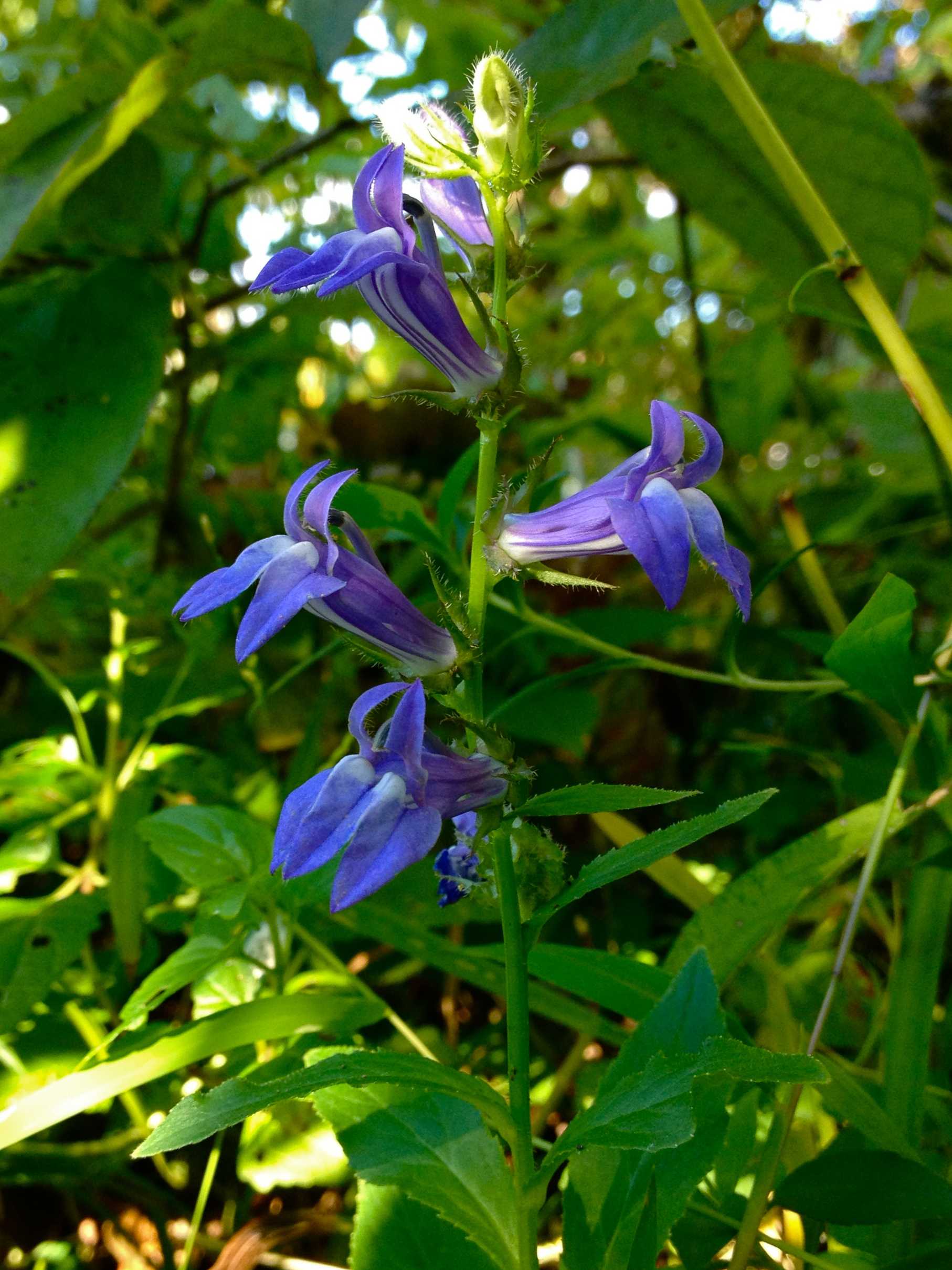 Blue lobelia (Lobelia siphilitica)