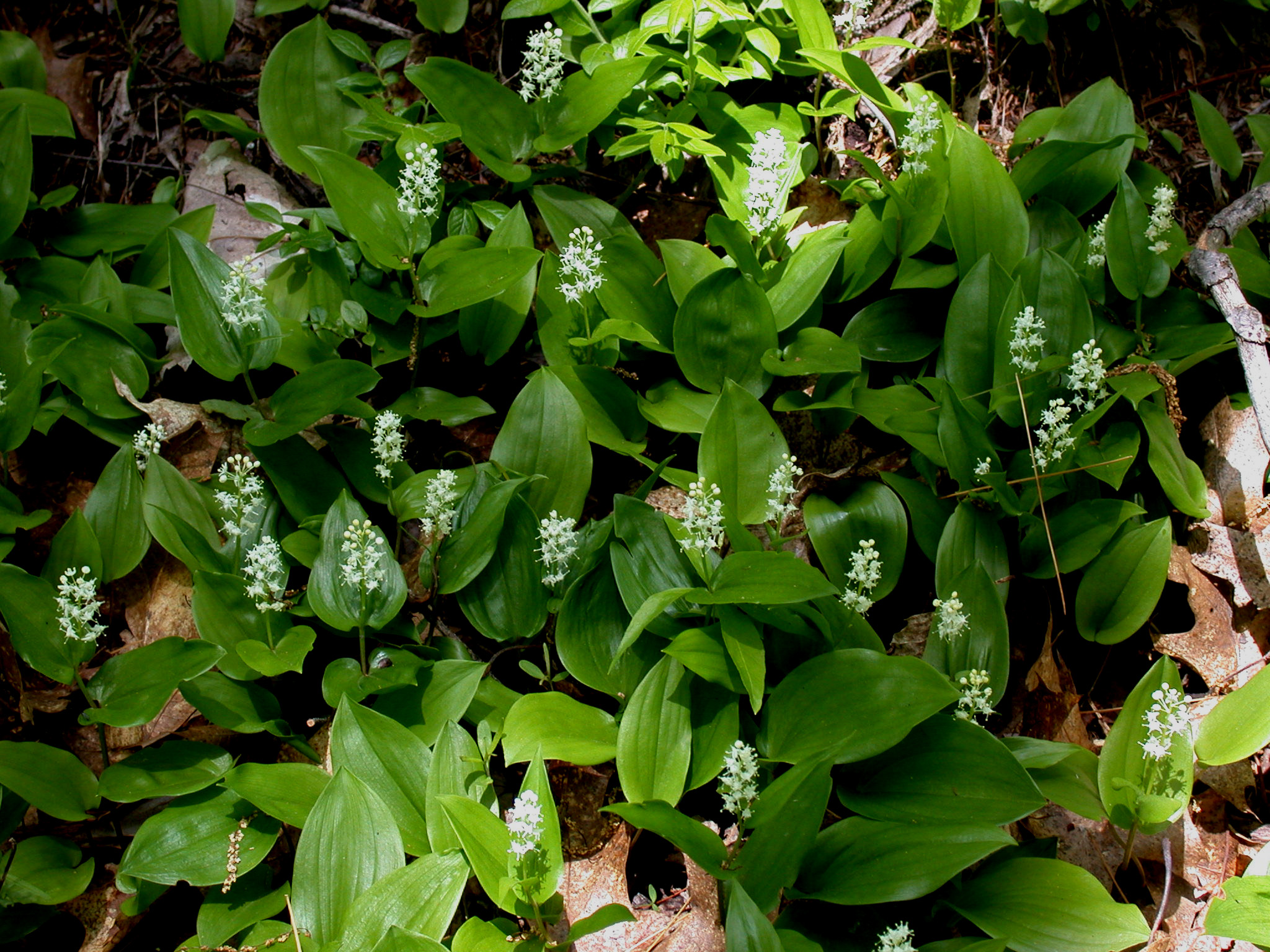 Canada mayflower (Maianthemum canadense)