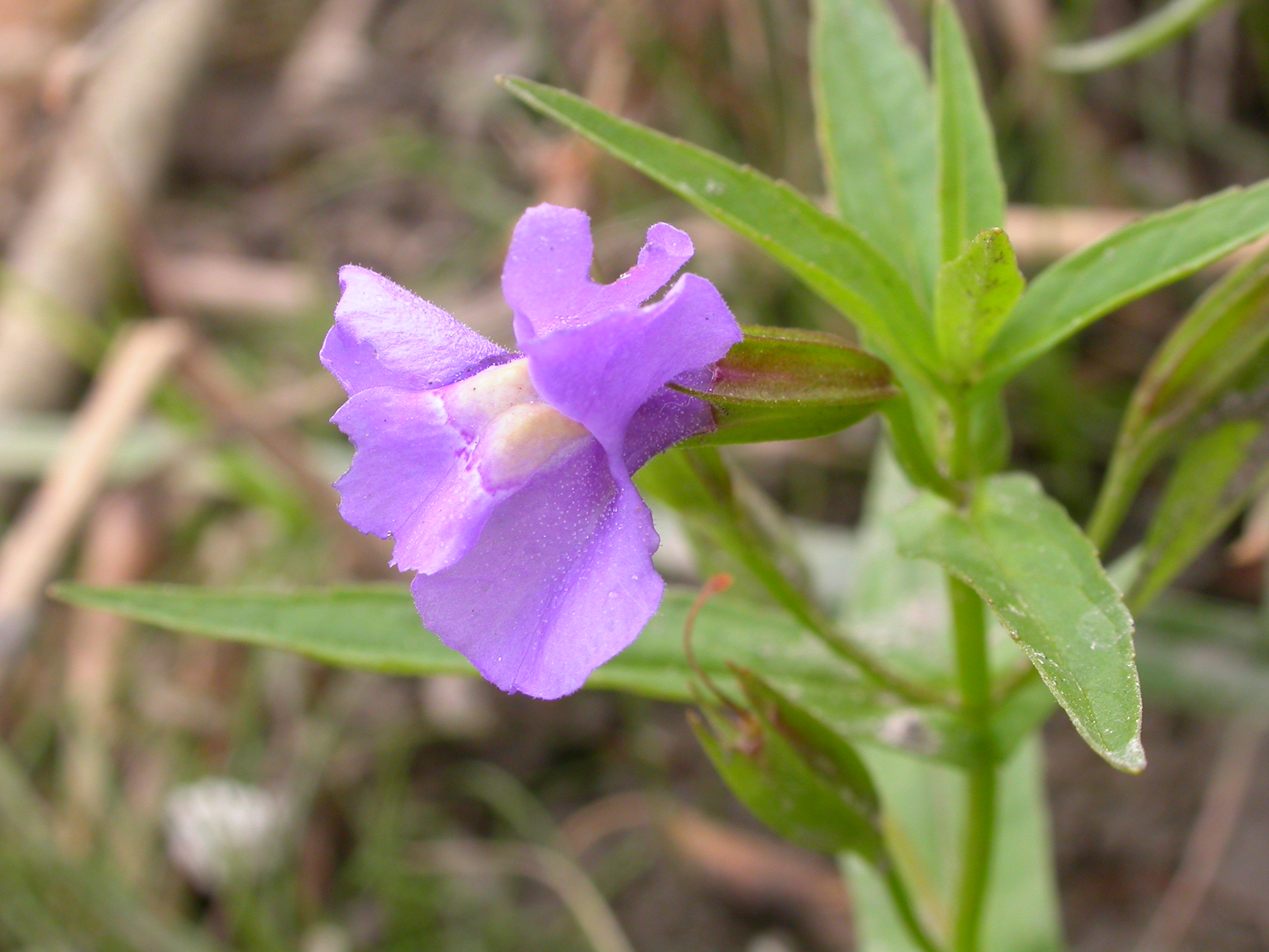 image from Allegheny Monkeyflower