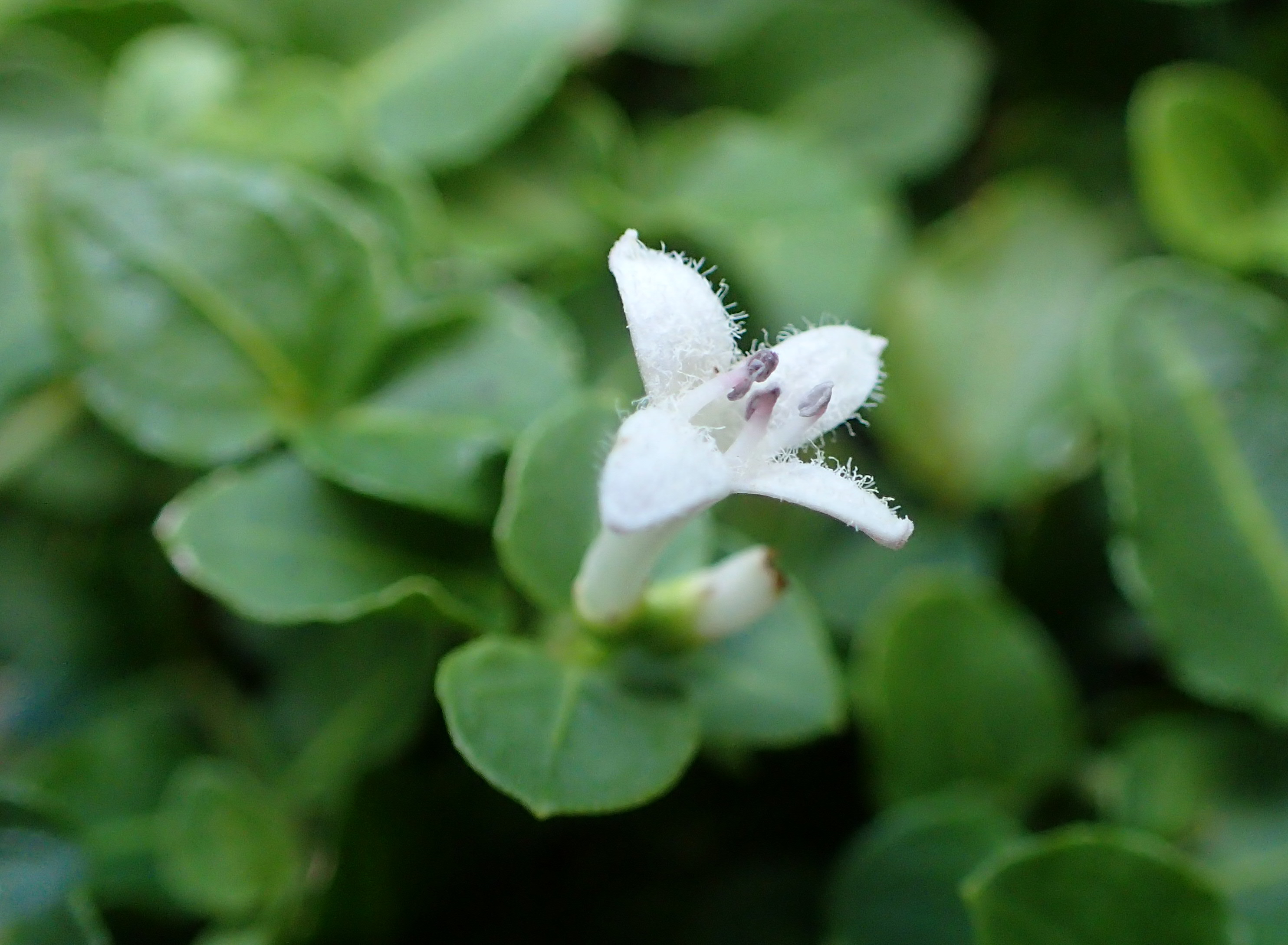 Flower of partridgeberry (Mitchella repens)