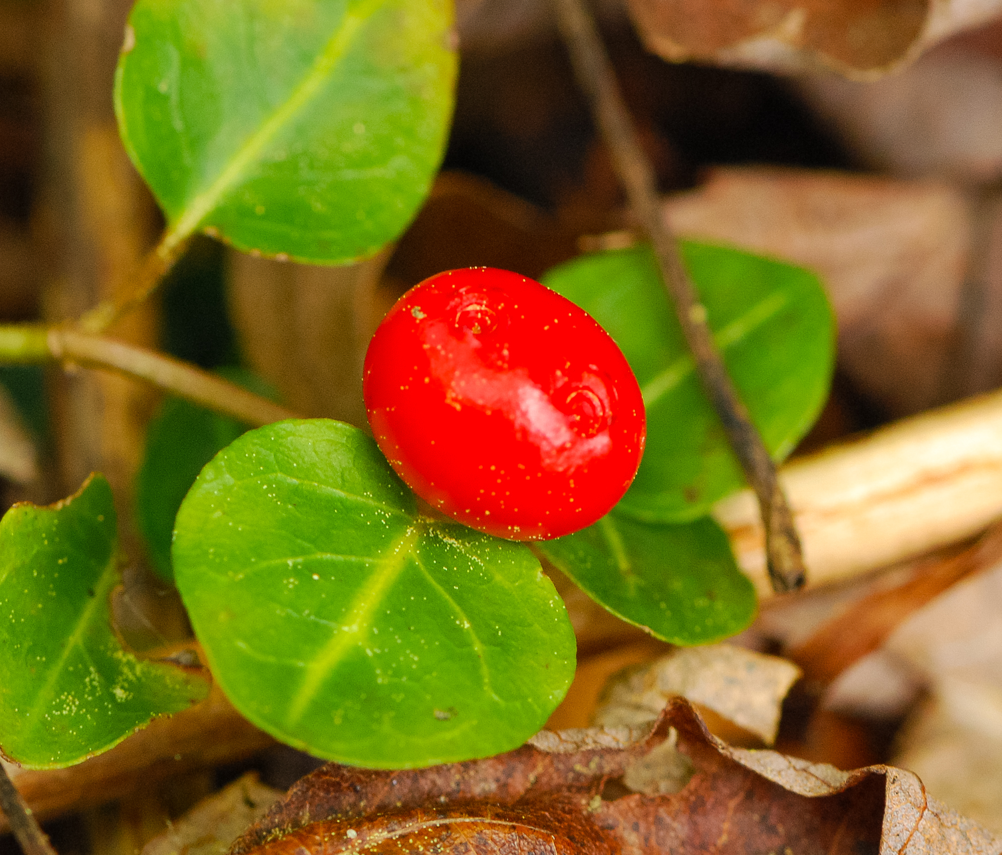 Fruit of partridgeberry (Mitchella repens)