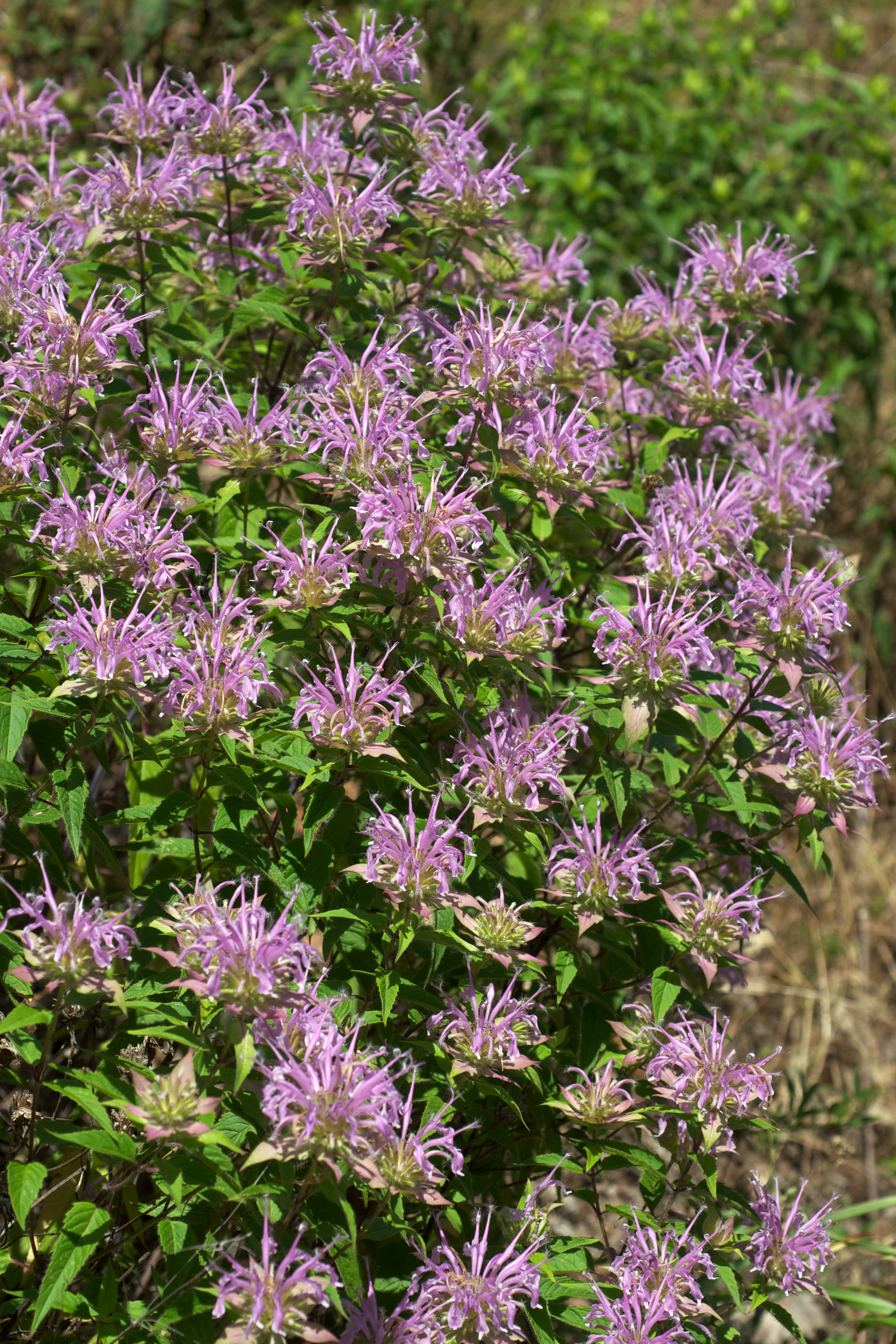 A mass of tall plants with simple leaves and  pinkish-purple flowers with many petals. It is identified as Monarda fistulosa, or wild bee-balm