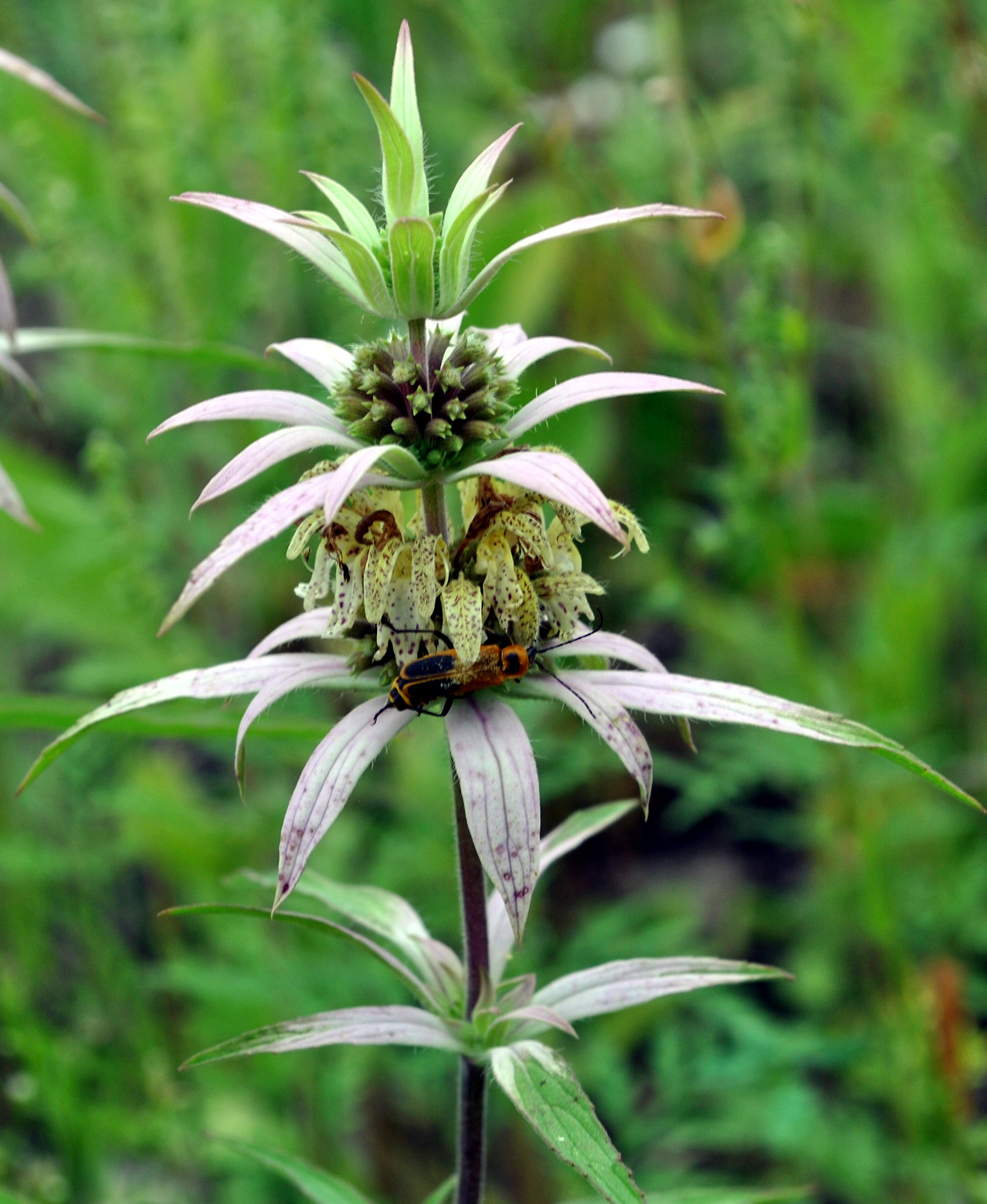 Monarda punctata (spotted bee-balm): a flower spike with pinkish flowers (unopened flowers closer to the top) with leaf bracts that are tinged with pink