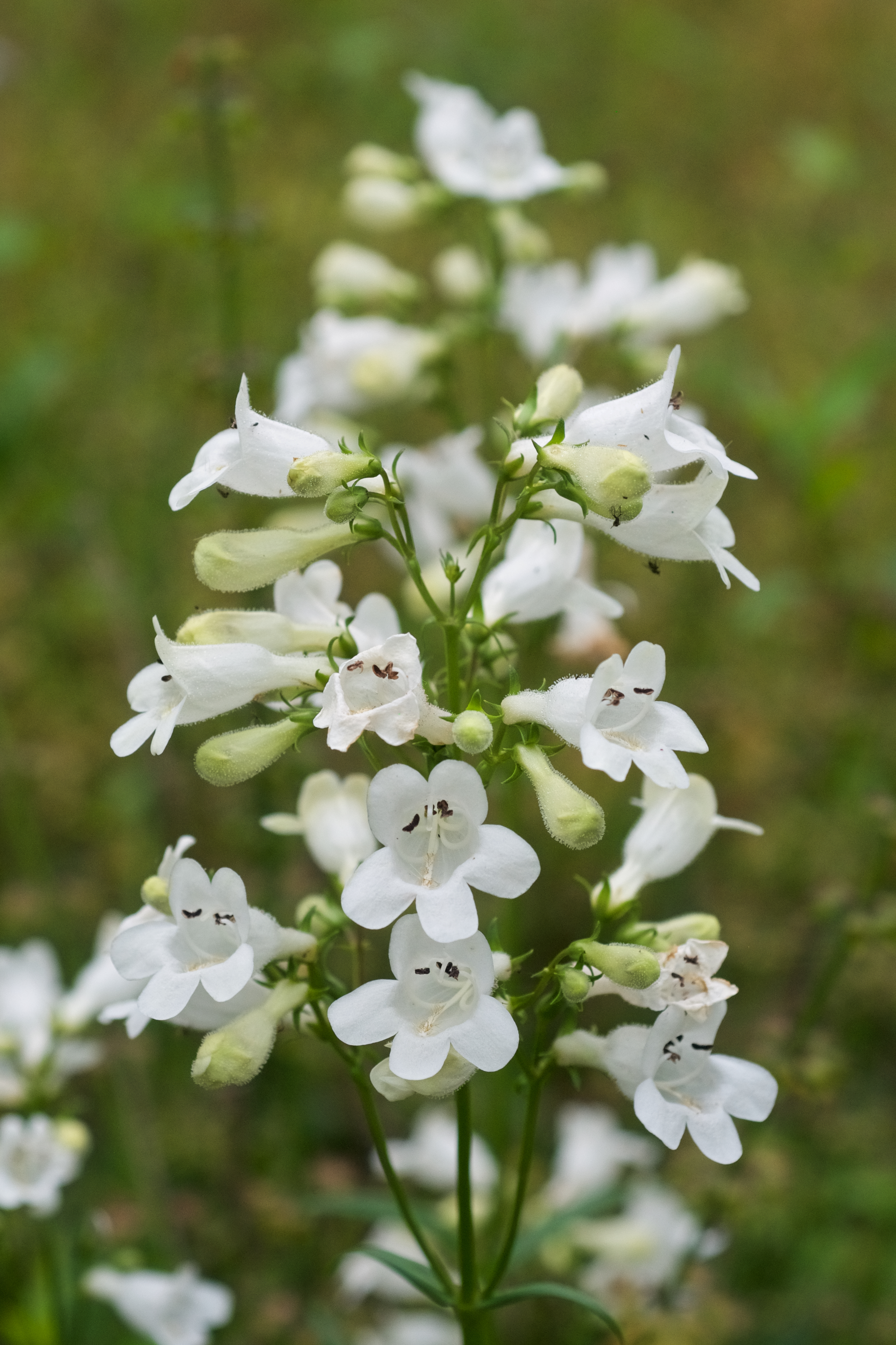 The white, bell-shaped flowers of foxglove beardtongue (Penstemon digitalis) are arranged around a central stalk.