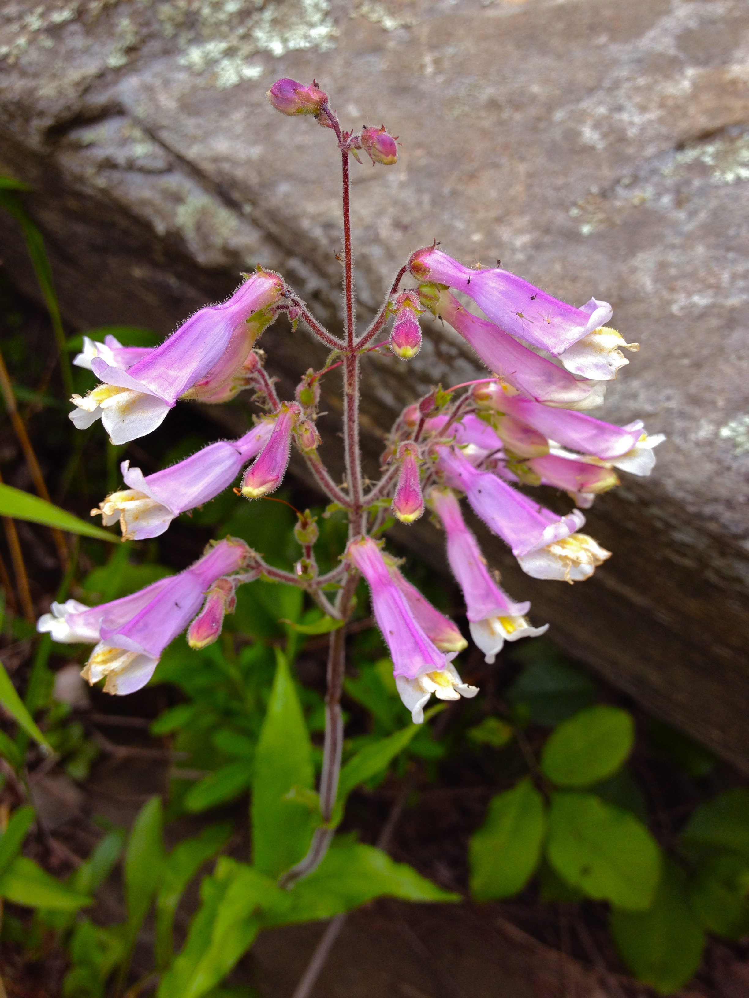 Northern beardtongue (Penstemon hirsutus)